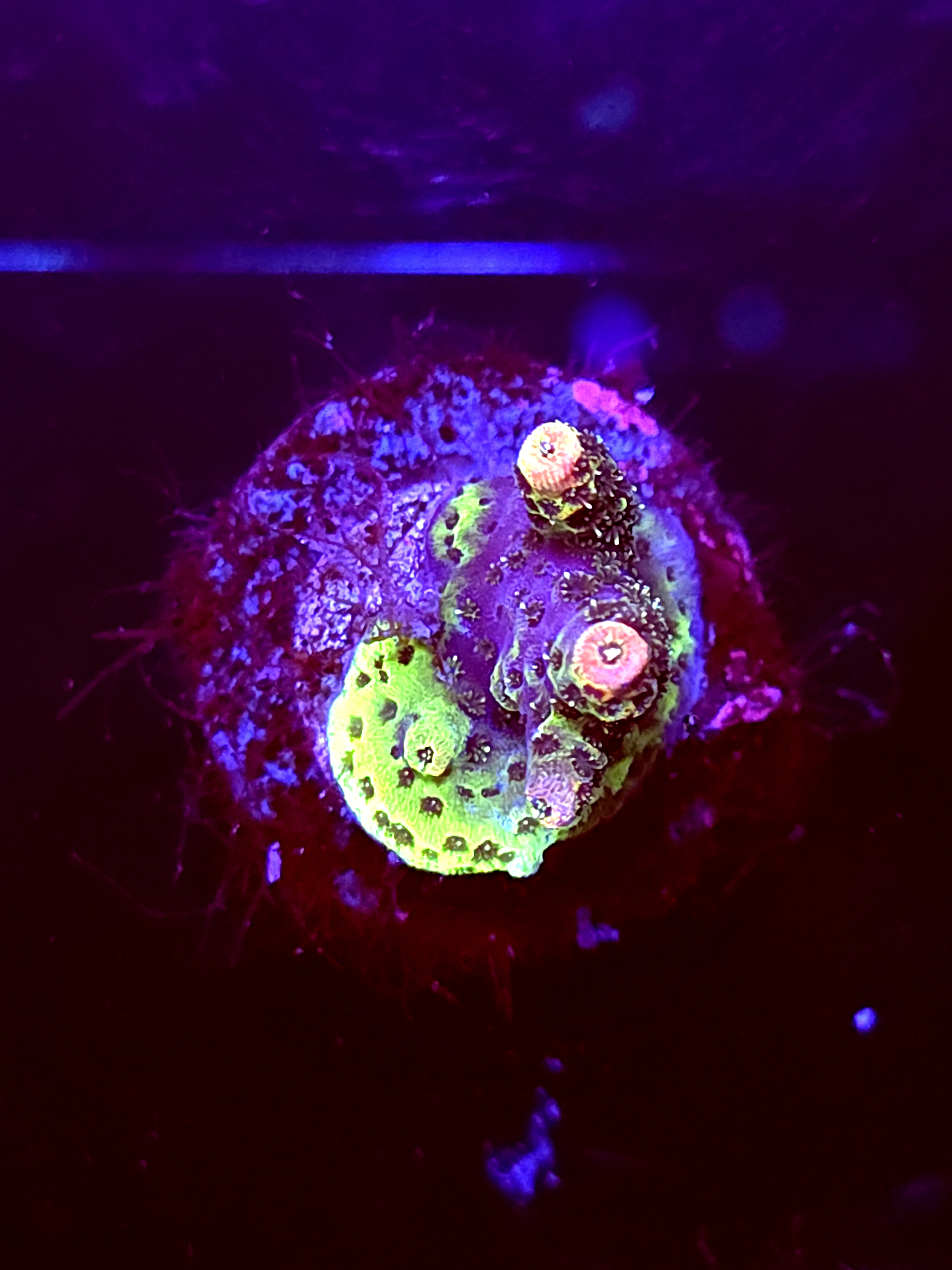 SBB "Comet Lash" Acro Small 2 Branch Crusted