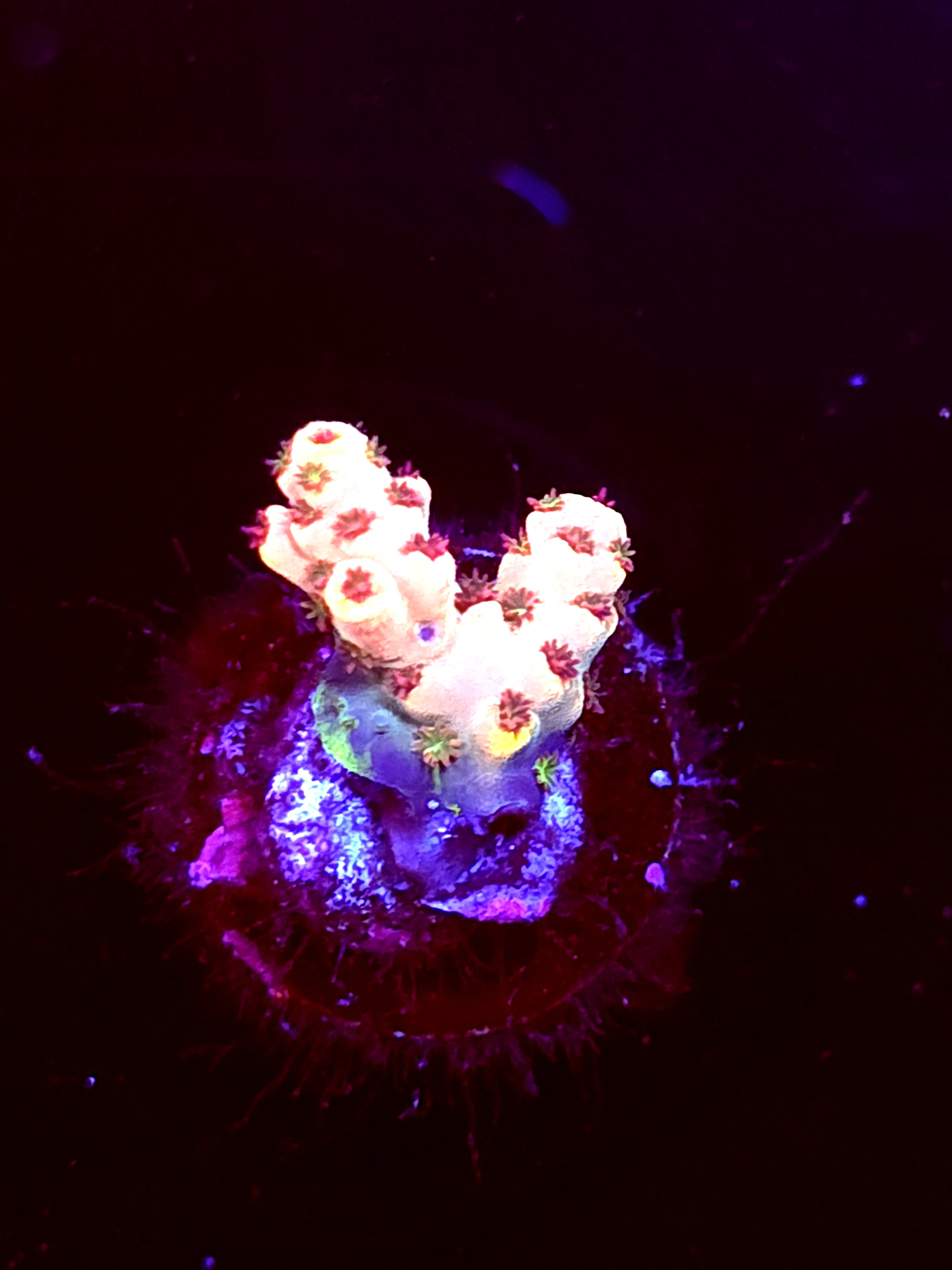 SBB "Frosted Venom" Acro Tiny 2 Branch