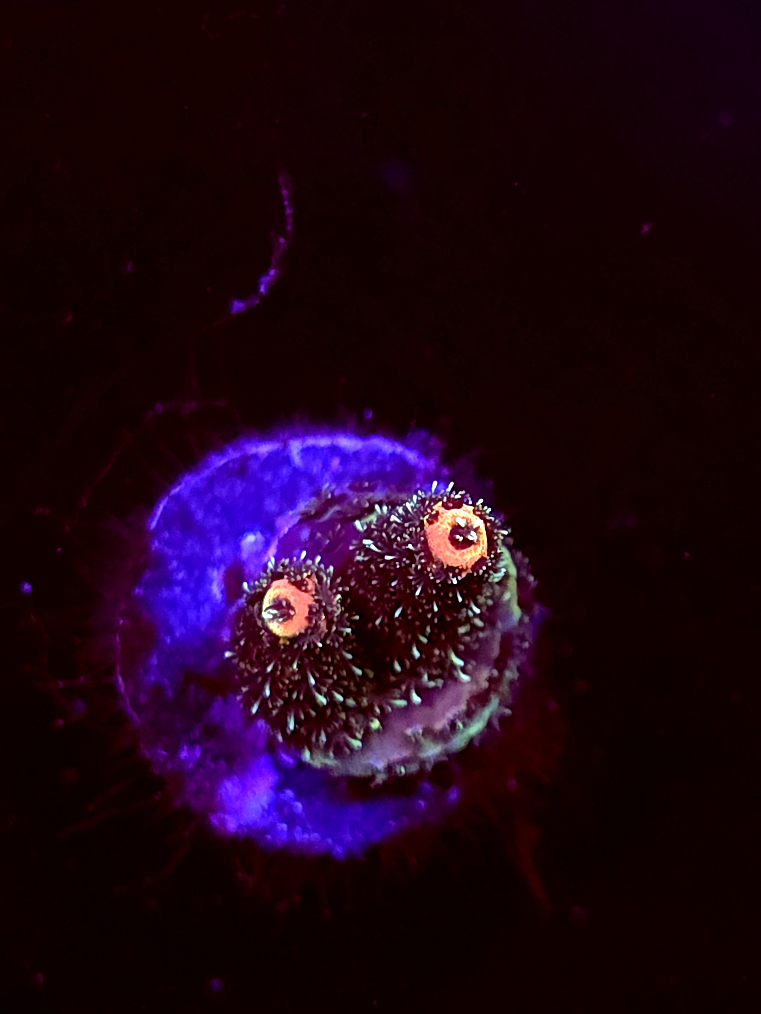 SBB "Plasma Orchid" Acro Tiny 2 Branch