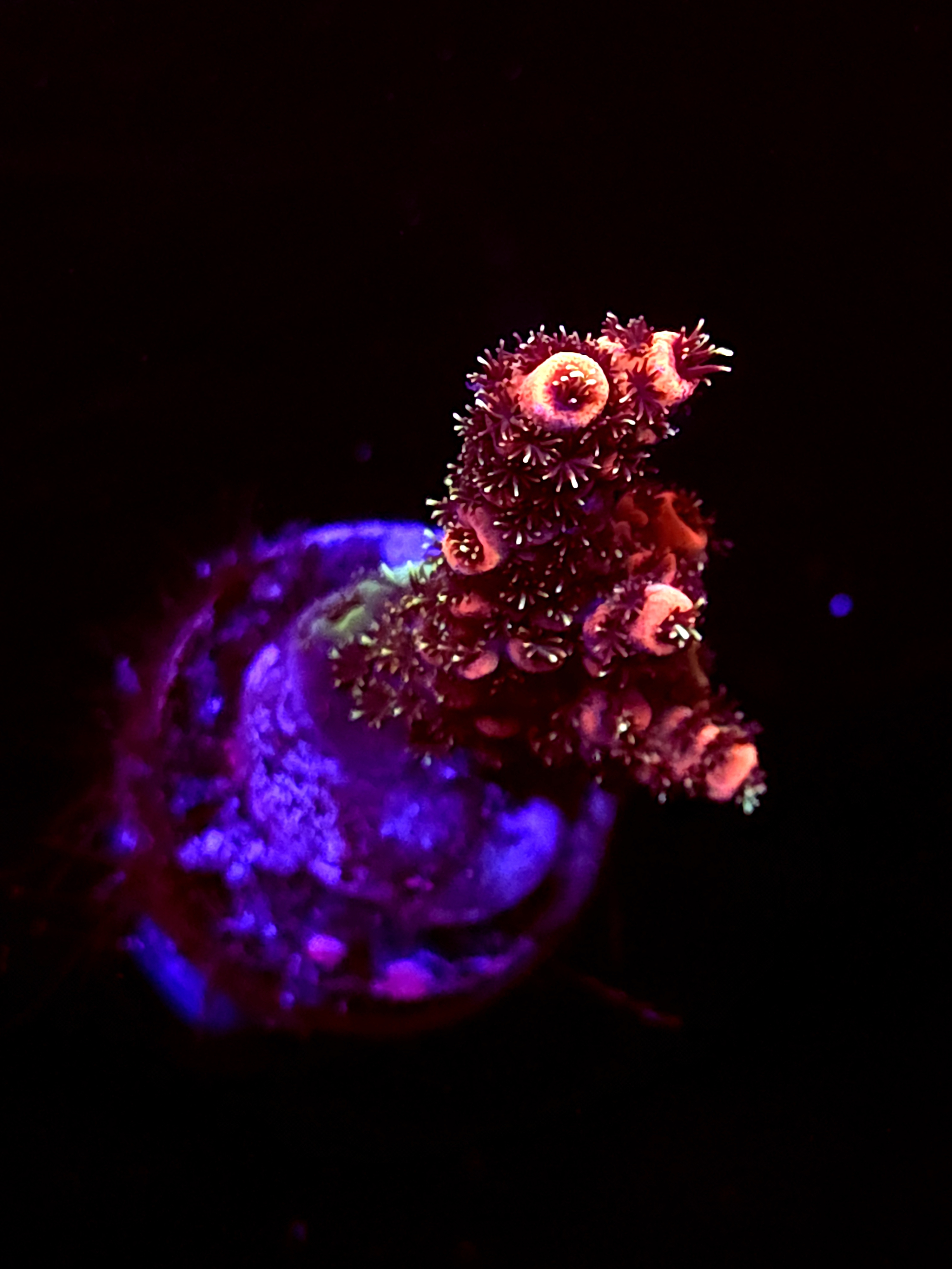 SBB "Nebula Fang" Acro Small Branch