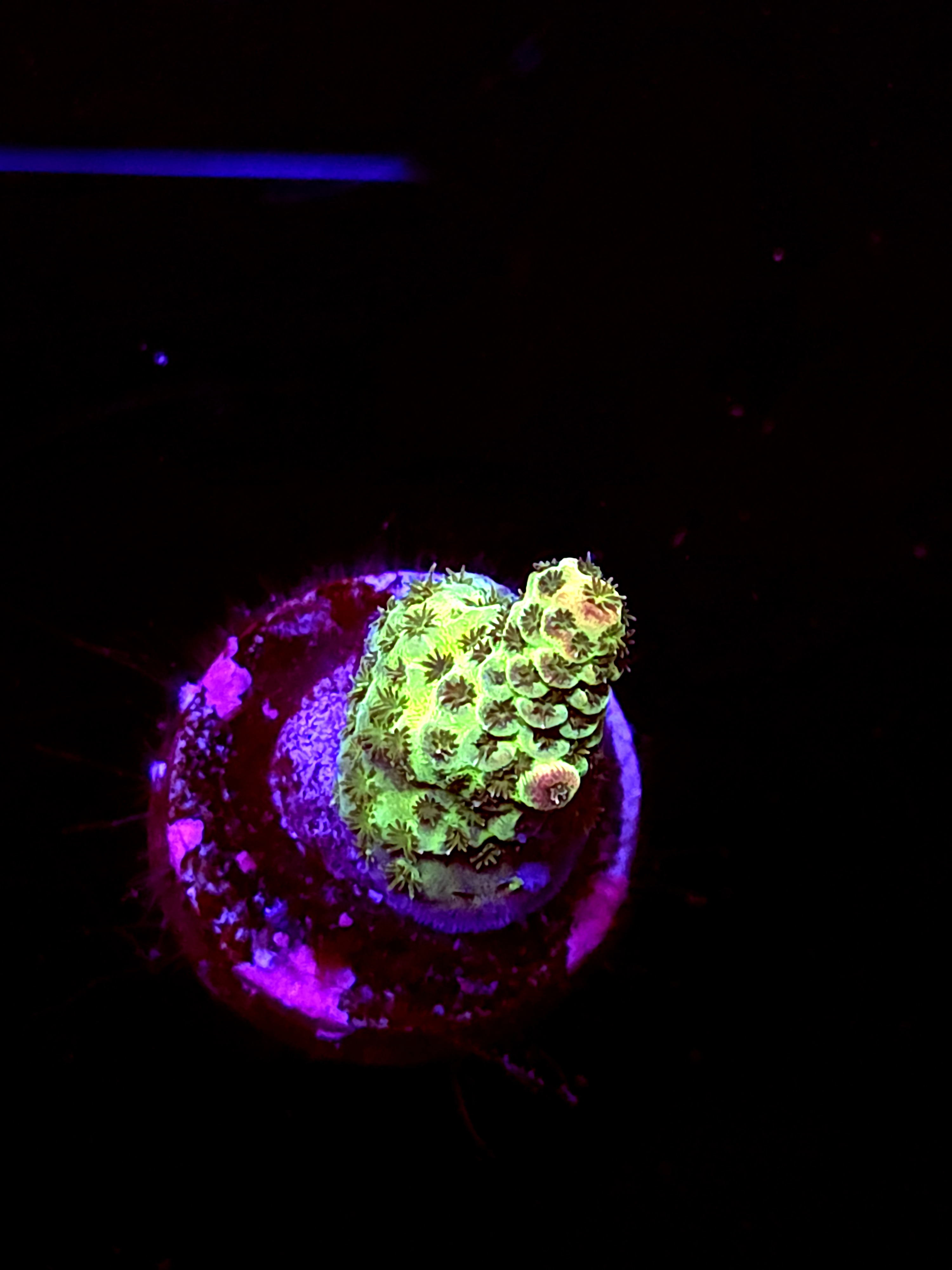 SBB "Taffy Drift" Acro Small Branch