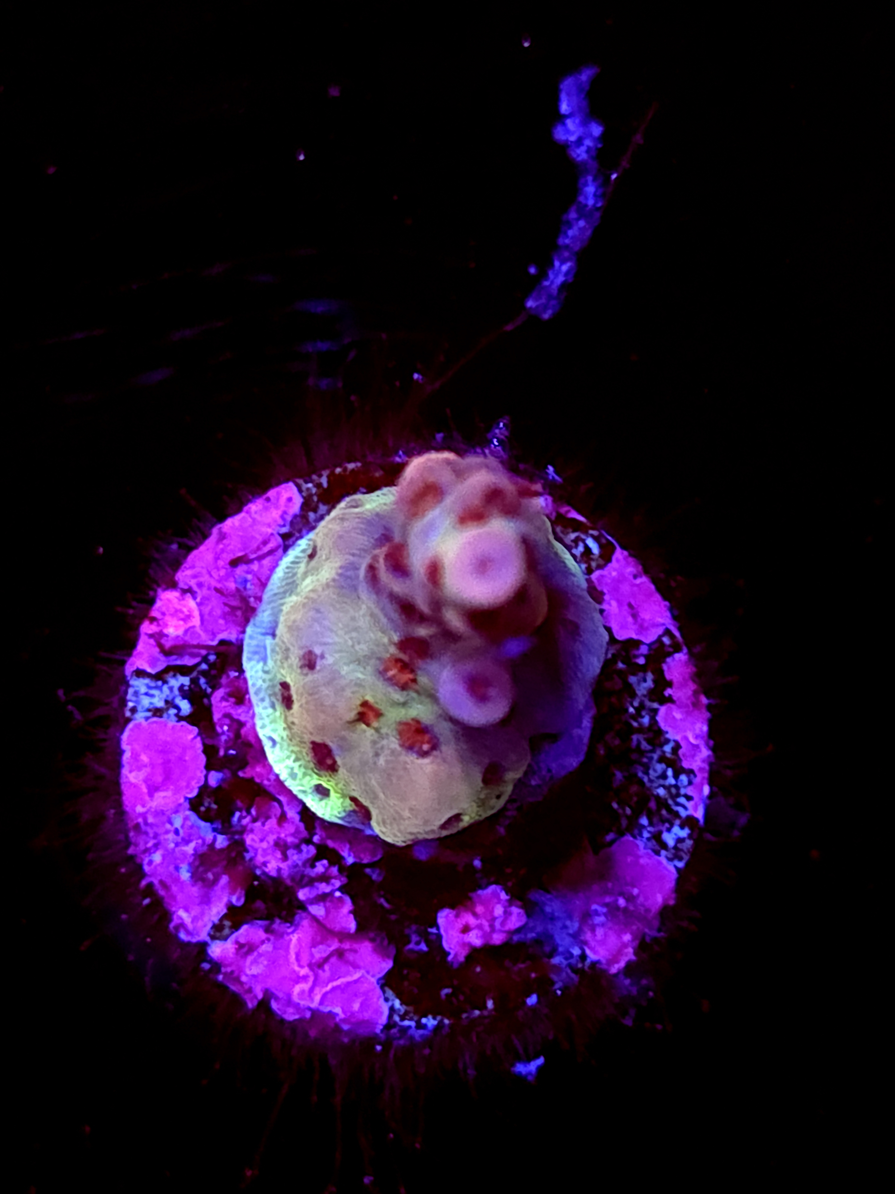 SBB "Frost Wave" Acro Small Branch