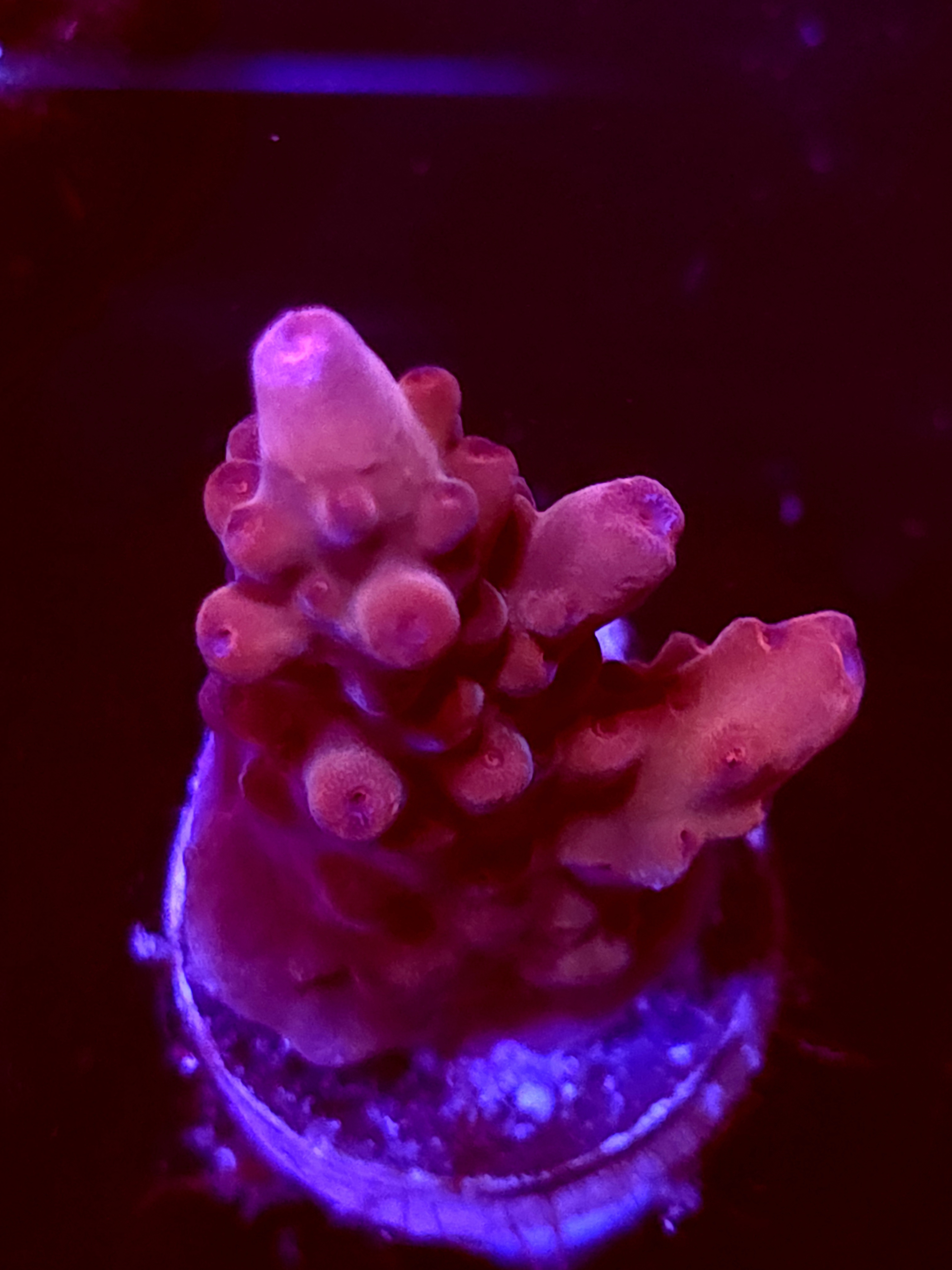 SBB "No Name" Acro Medium Branch Crusting