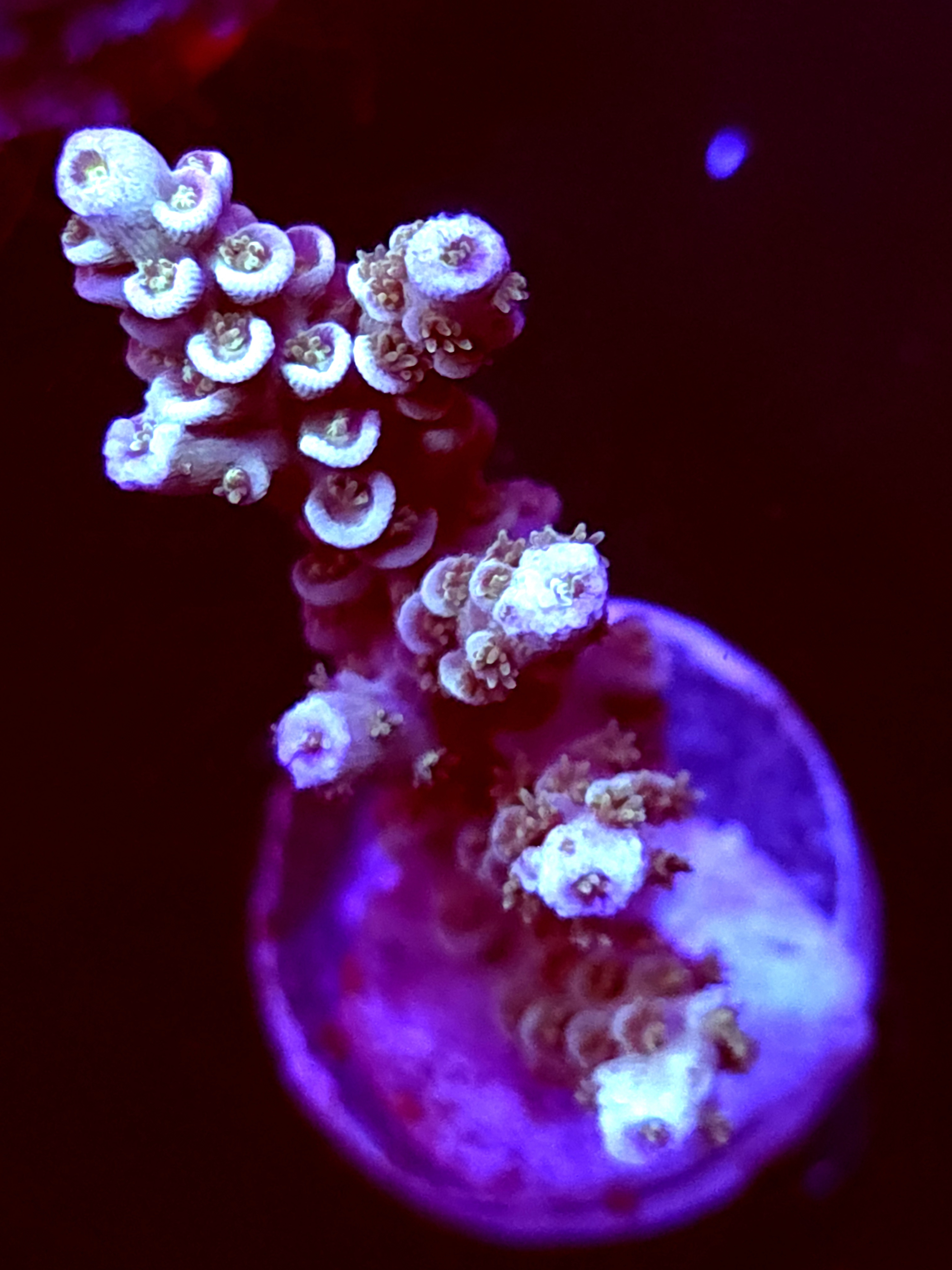 SBB "Data Corrupt" Acro Medium Multibranch