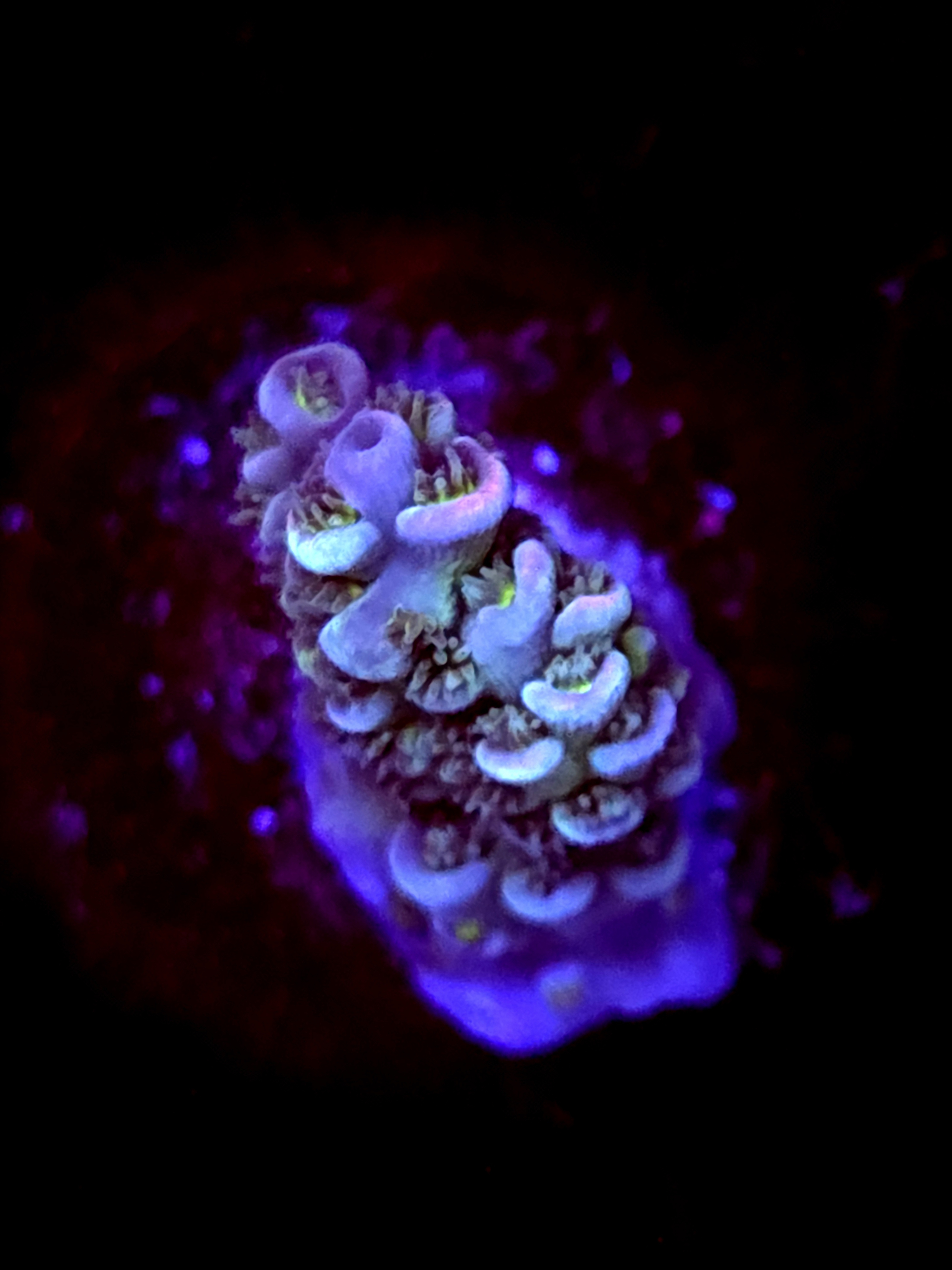 SBB "Mystery Signature" Acro Small Chunk