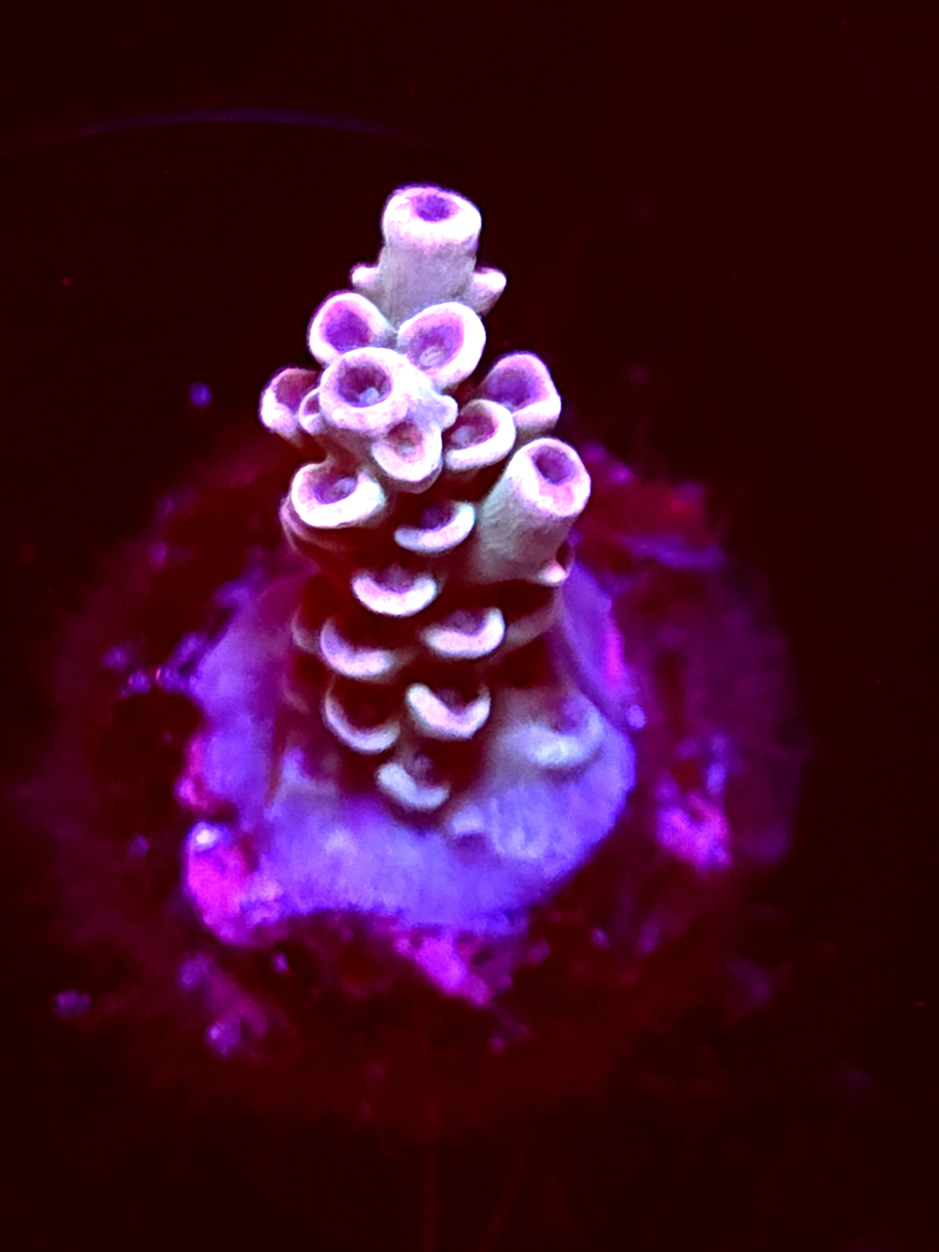 SSB "Mystery Signature" Acro Smal Branch