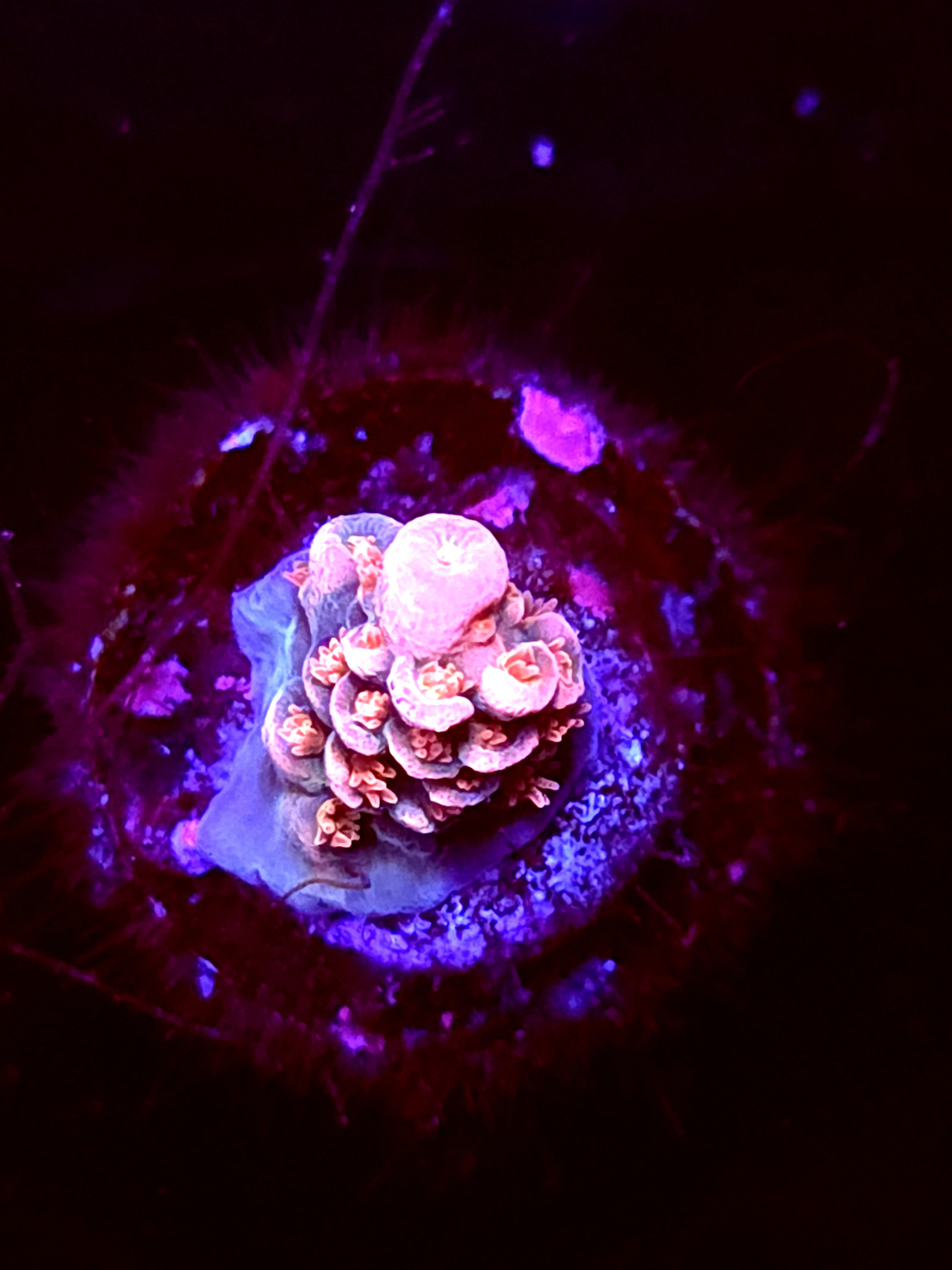 SBB "Nectar Pop" Acro tiny Branch