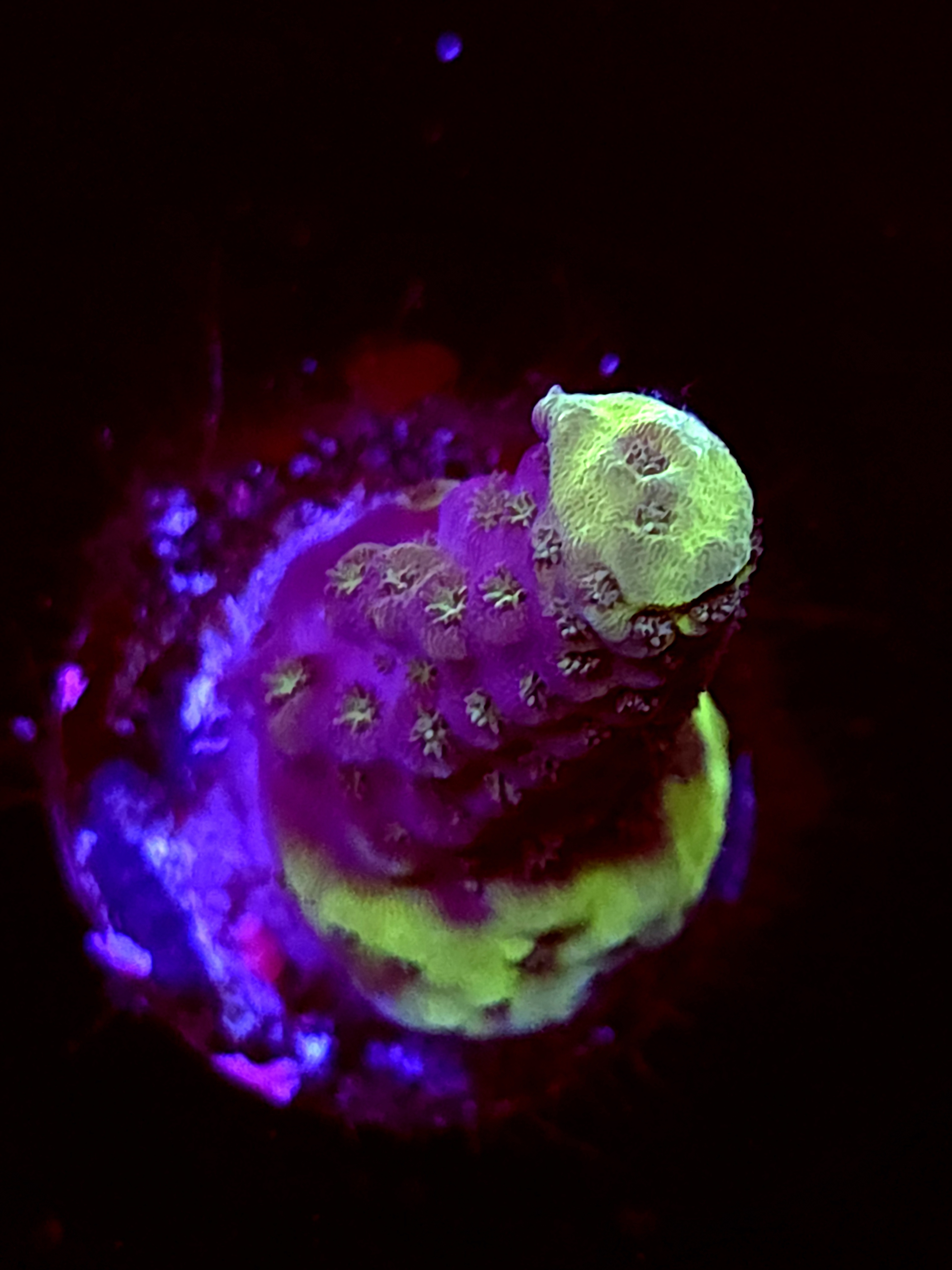 SBB "Marsh Tide" Acro Small Branch Crusted