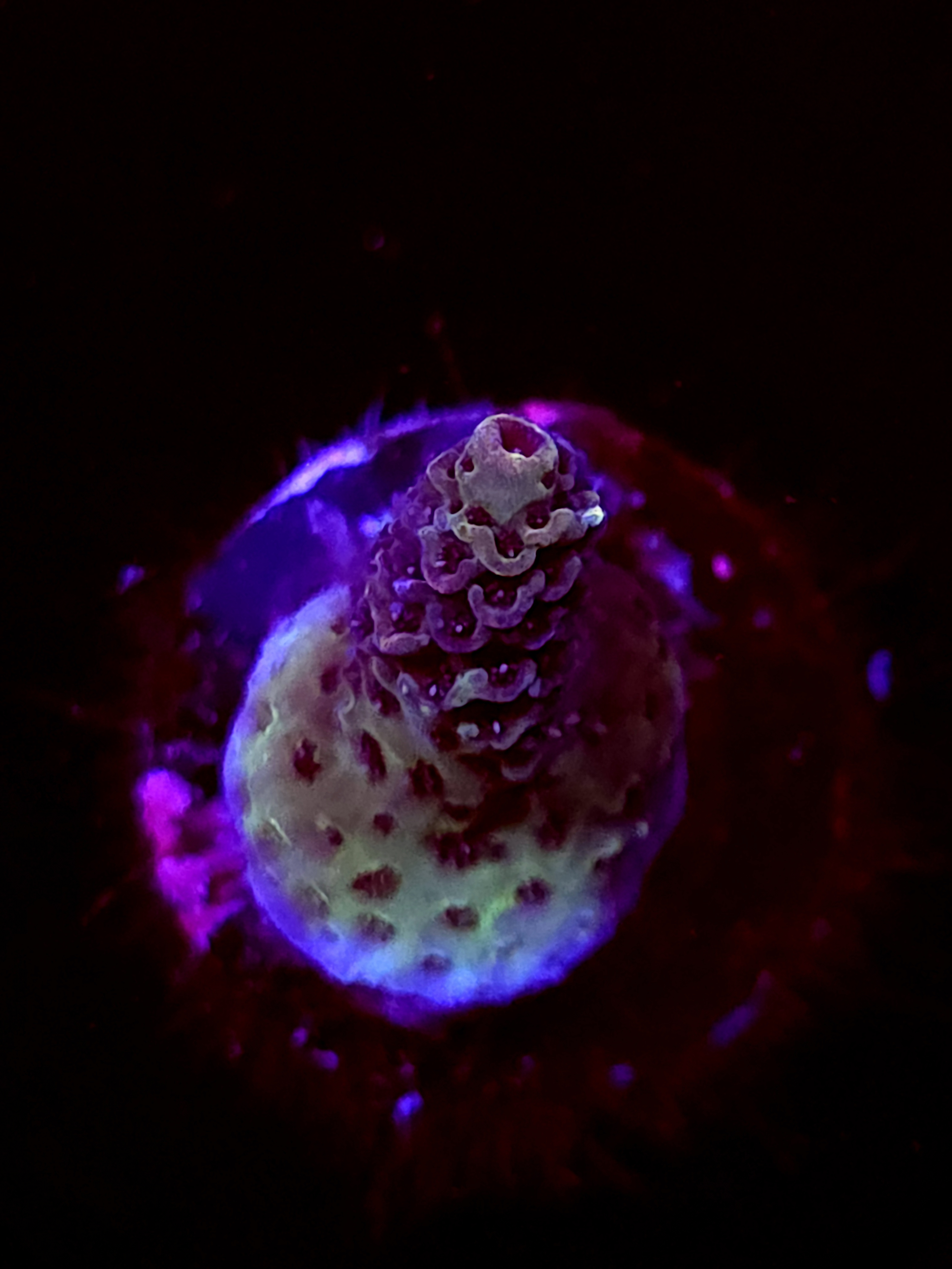 SBB "Mystery Signature" Acro Tiny Crusted