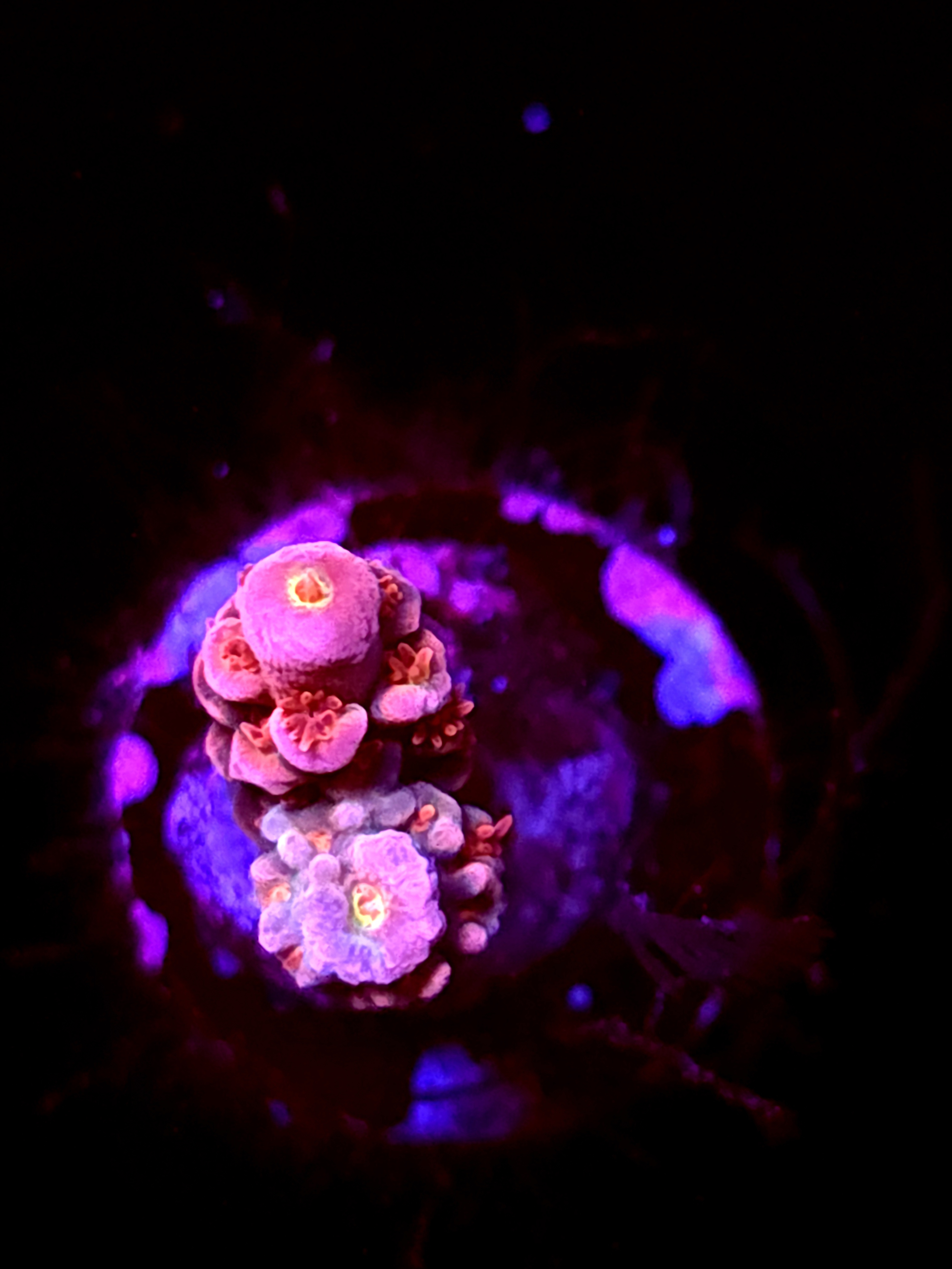 SBB "Nectar Pop" Acro tiny Branch