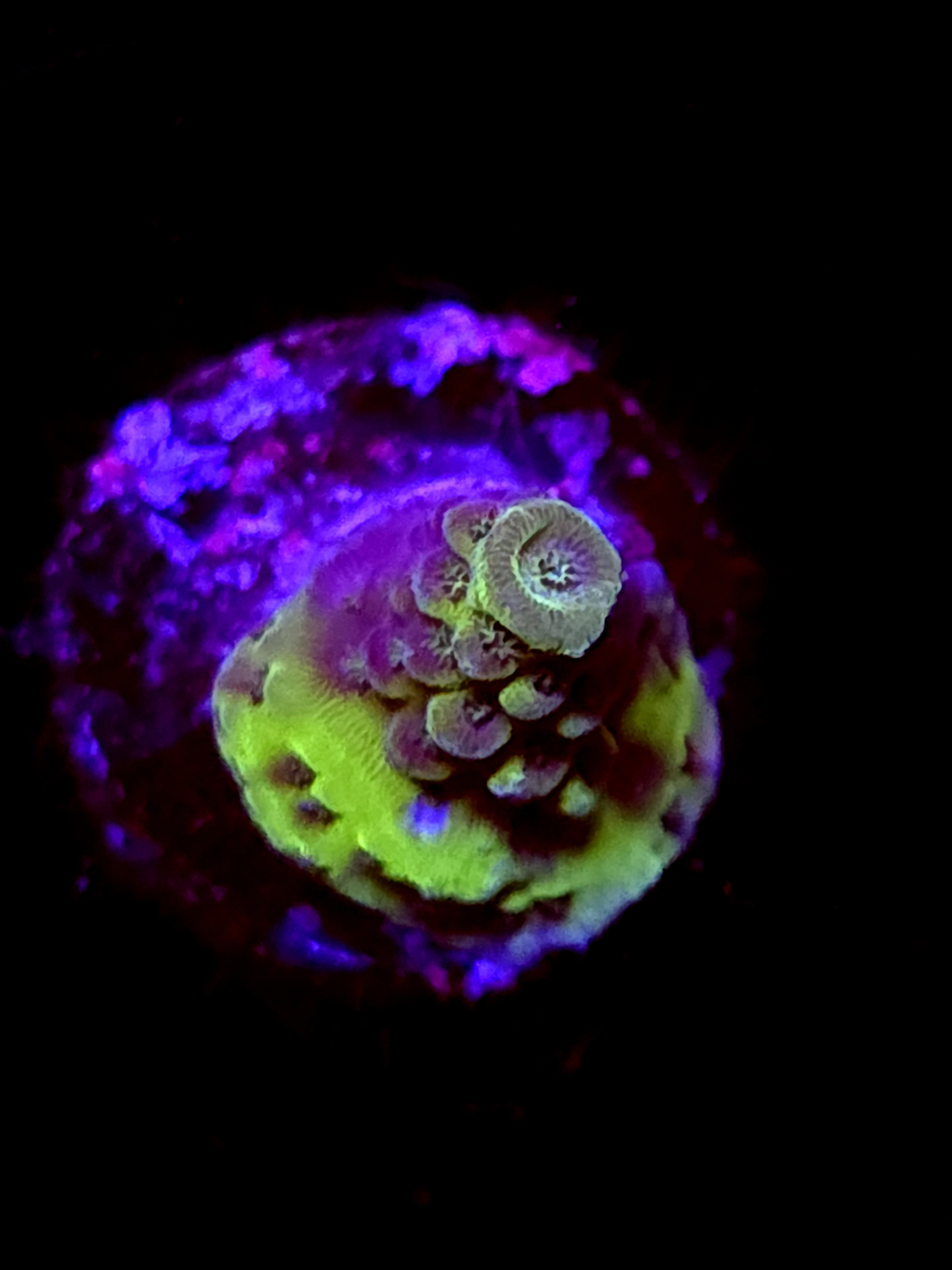 SBB "Marsh Tide" Acro Booger Crusted