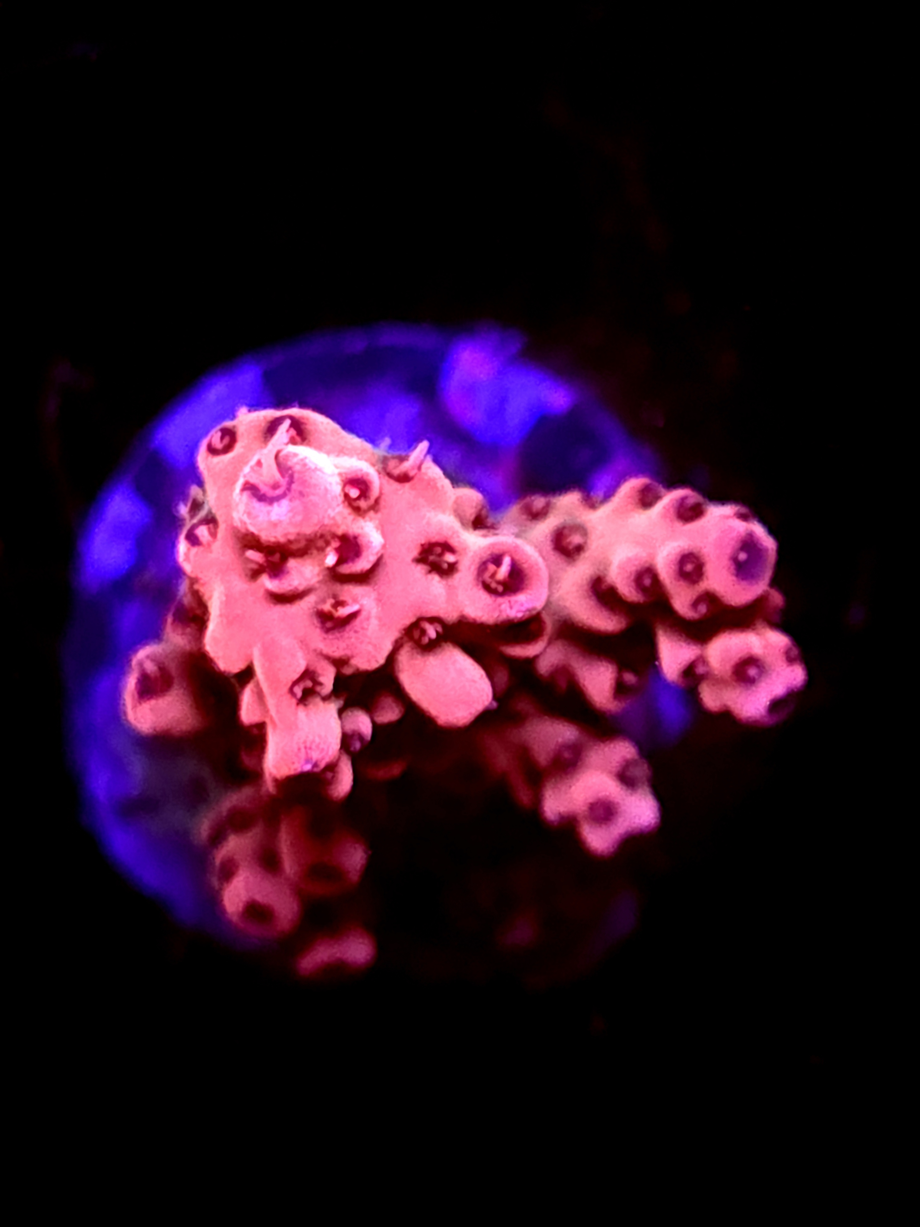 SBB "Phantom Chard" Acro Medium Crusted