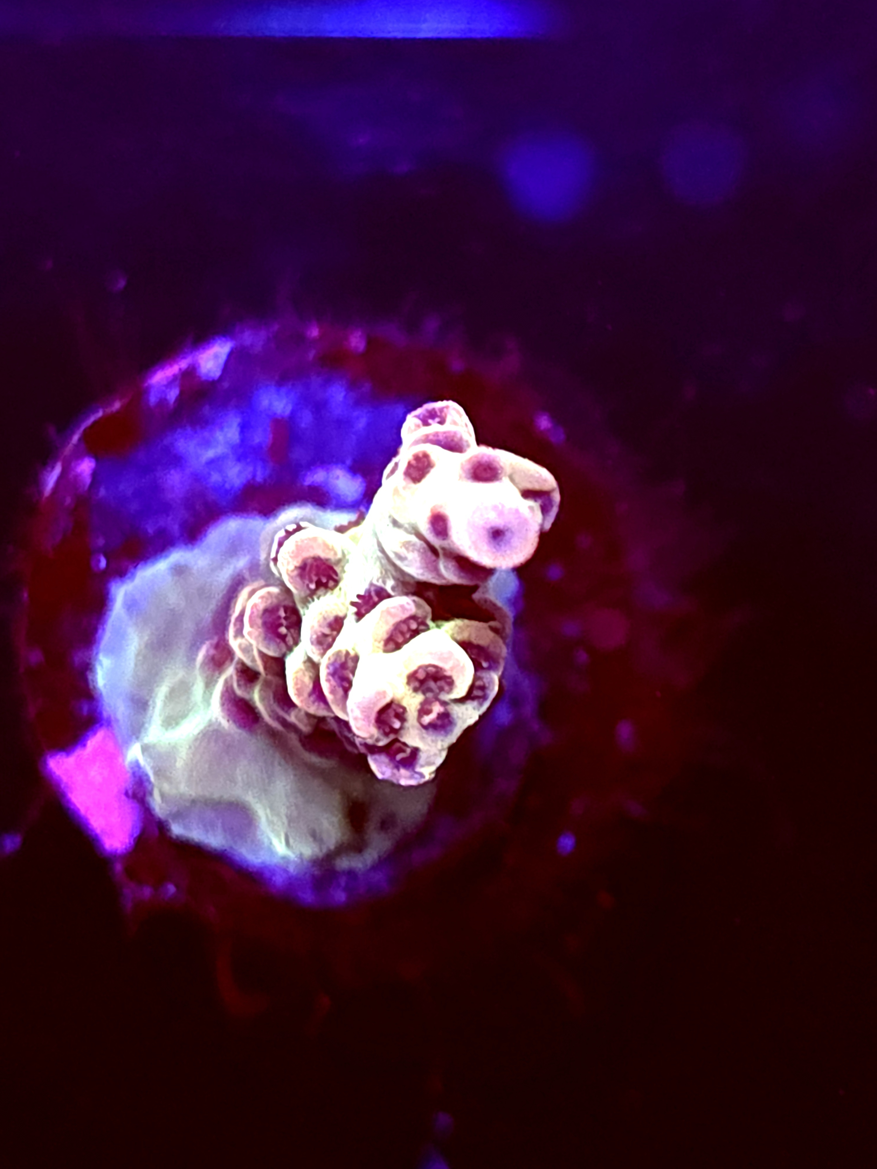 SBB "Frost Wave" Acro Medium Branch