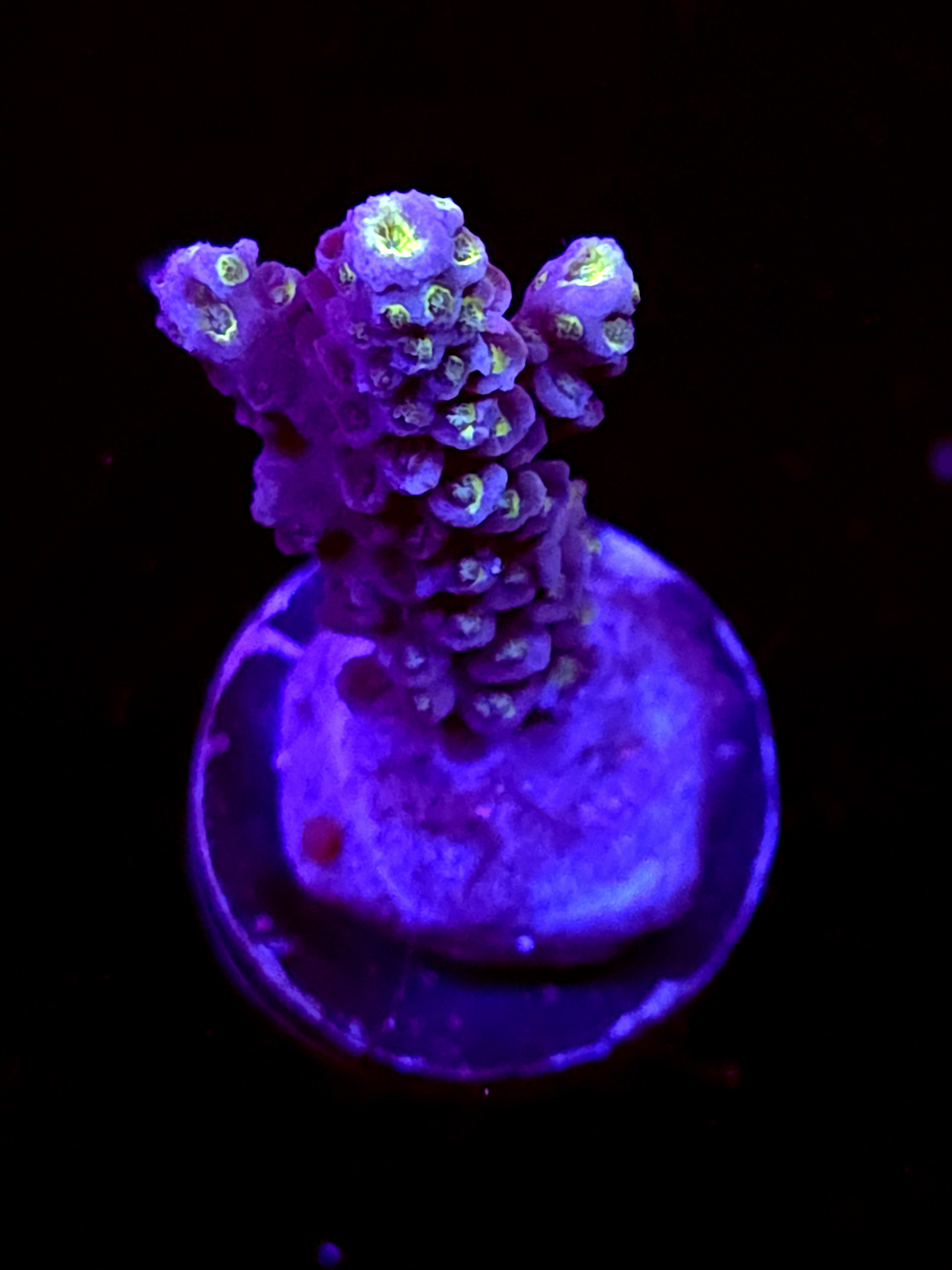 SBB "Luna Vein" Acro Small Branch