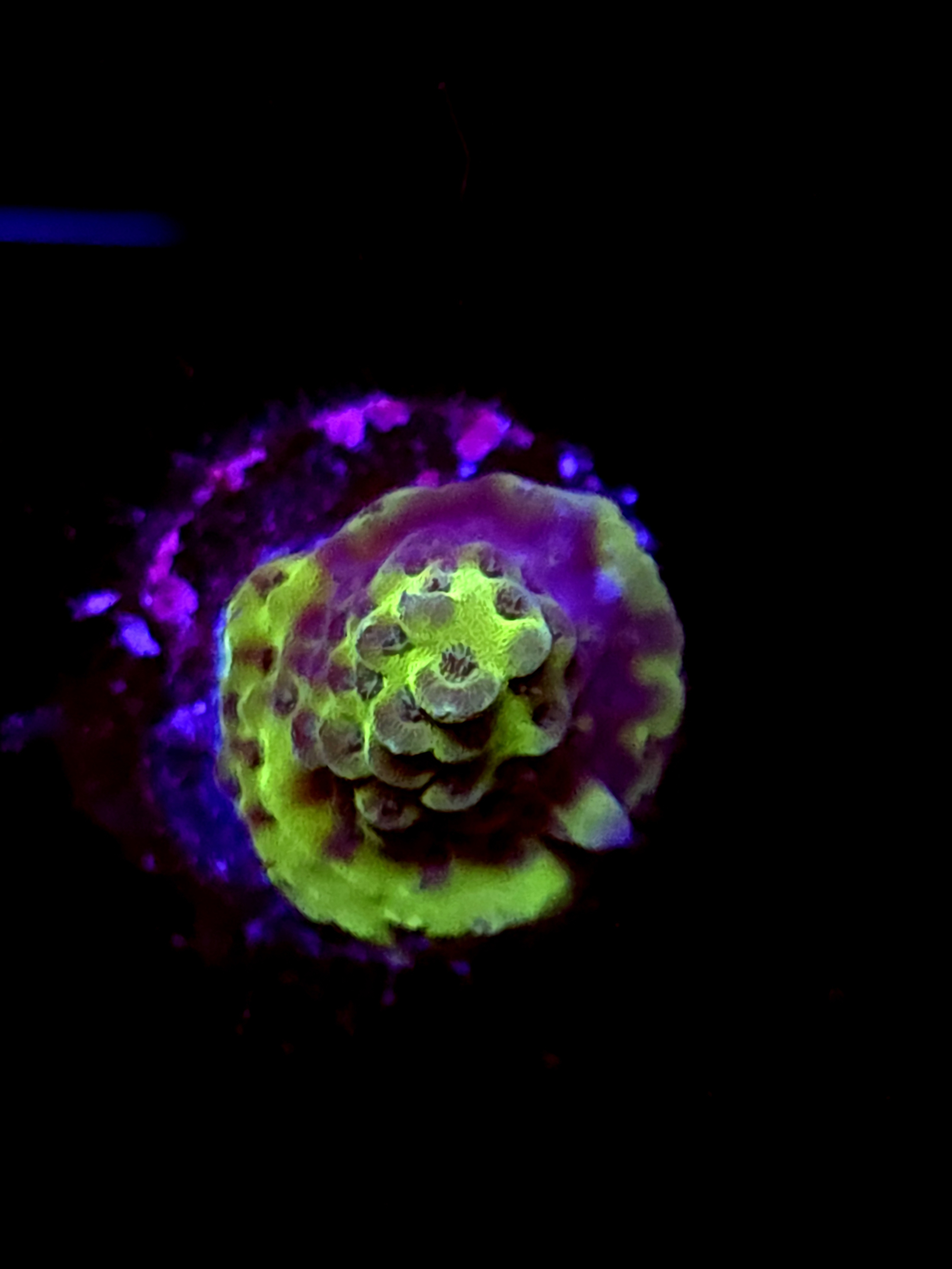 SBB "Marsh Tide" Acro Small Crusted Chunk