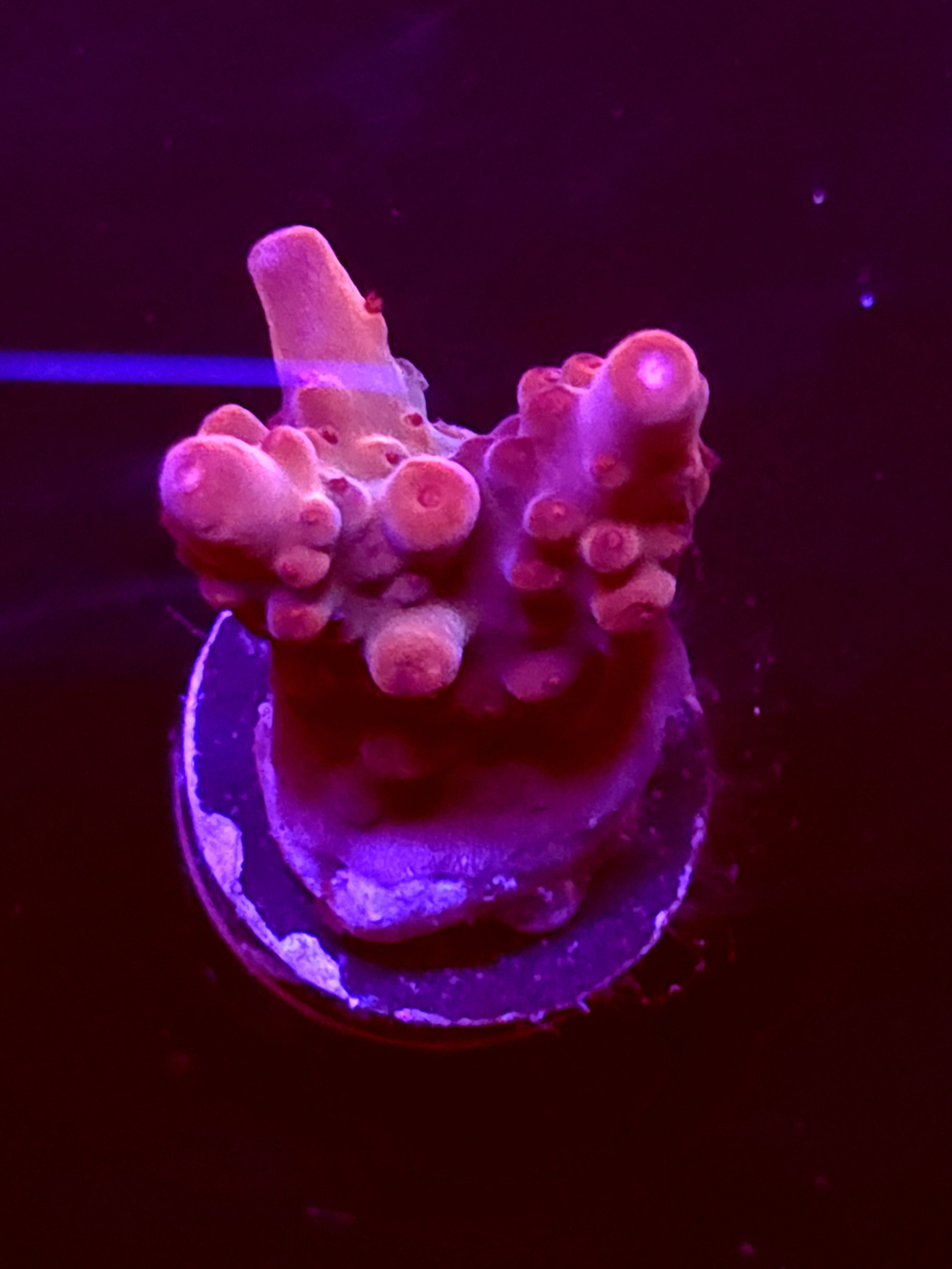 SBB "No Name" Acro Medium 2+ Branch Chunky