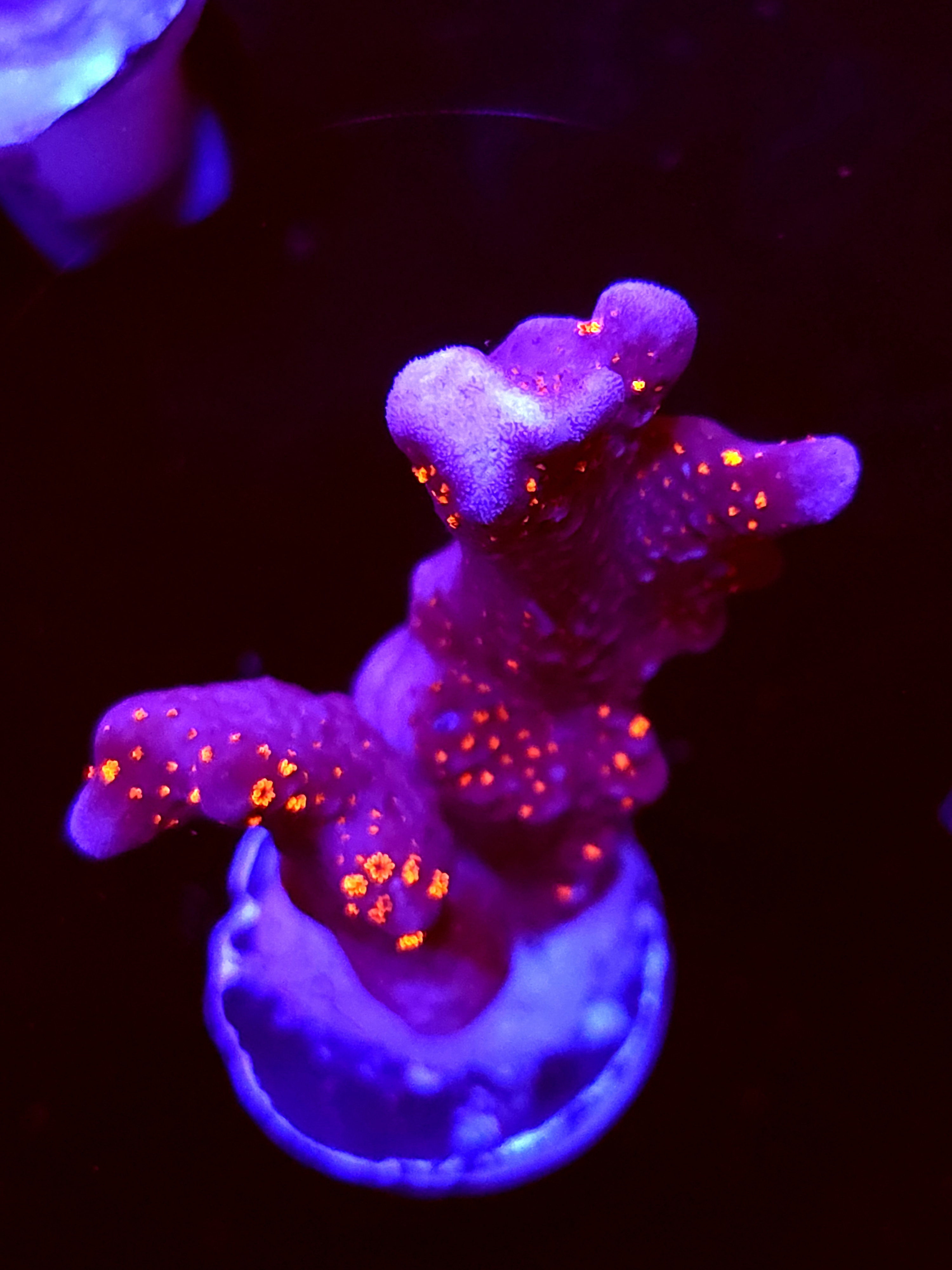 SBB "Bubble Digi" Acro Large 2 Branch