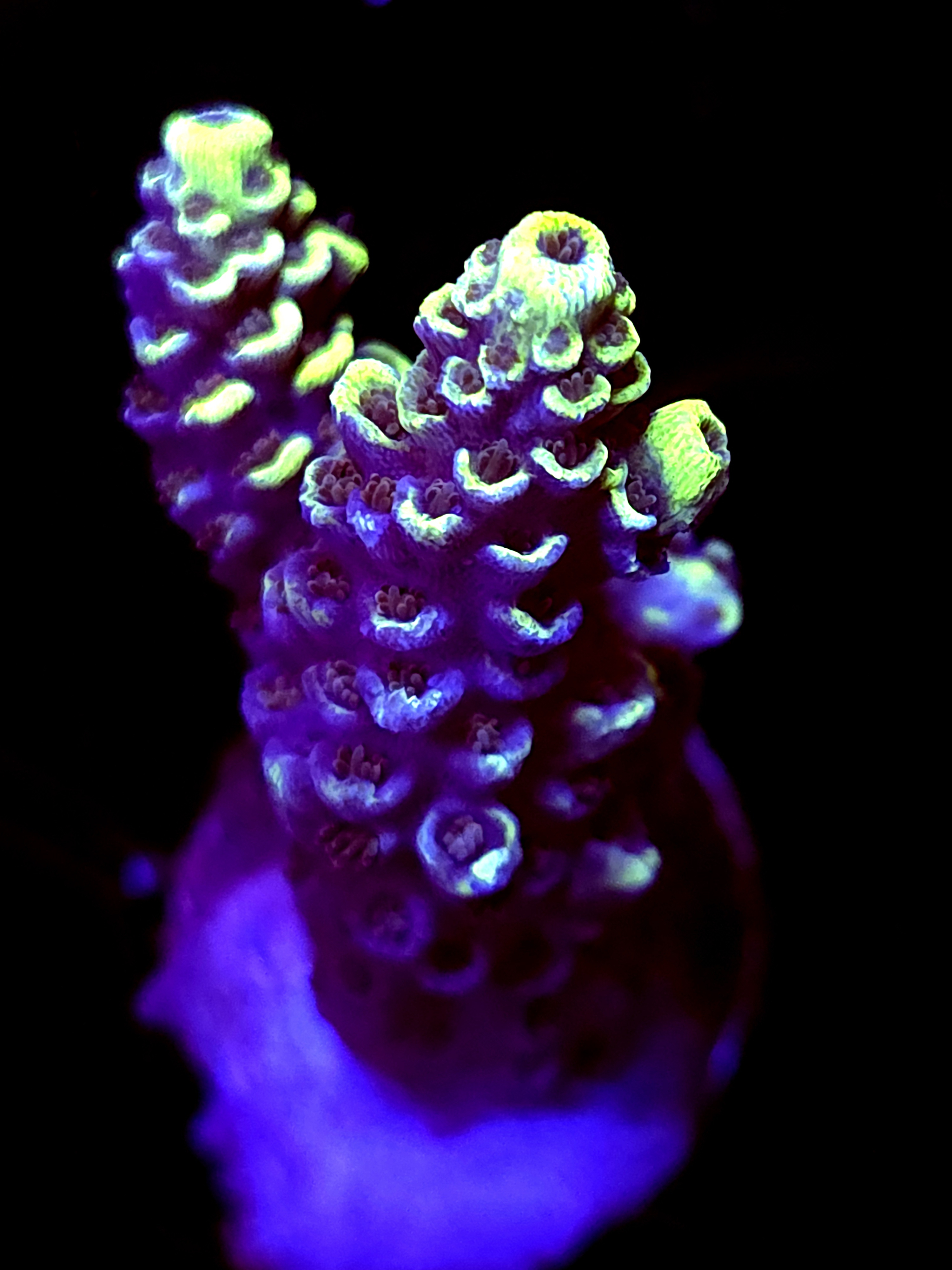 SBB "Yellow Jacket" Acro Medium 2 Branch