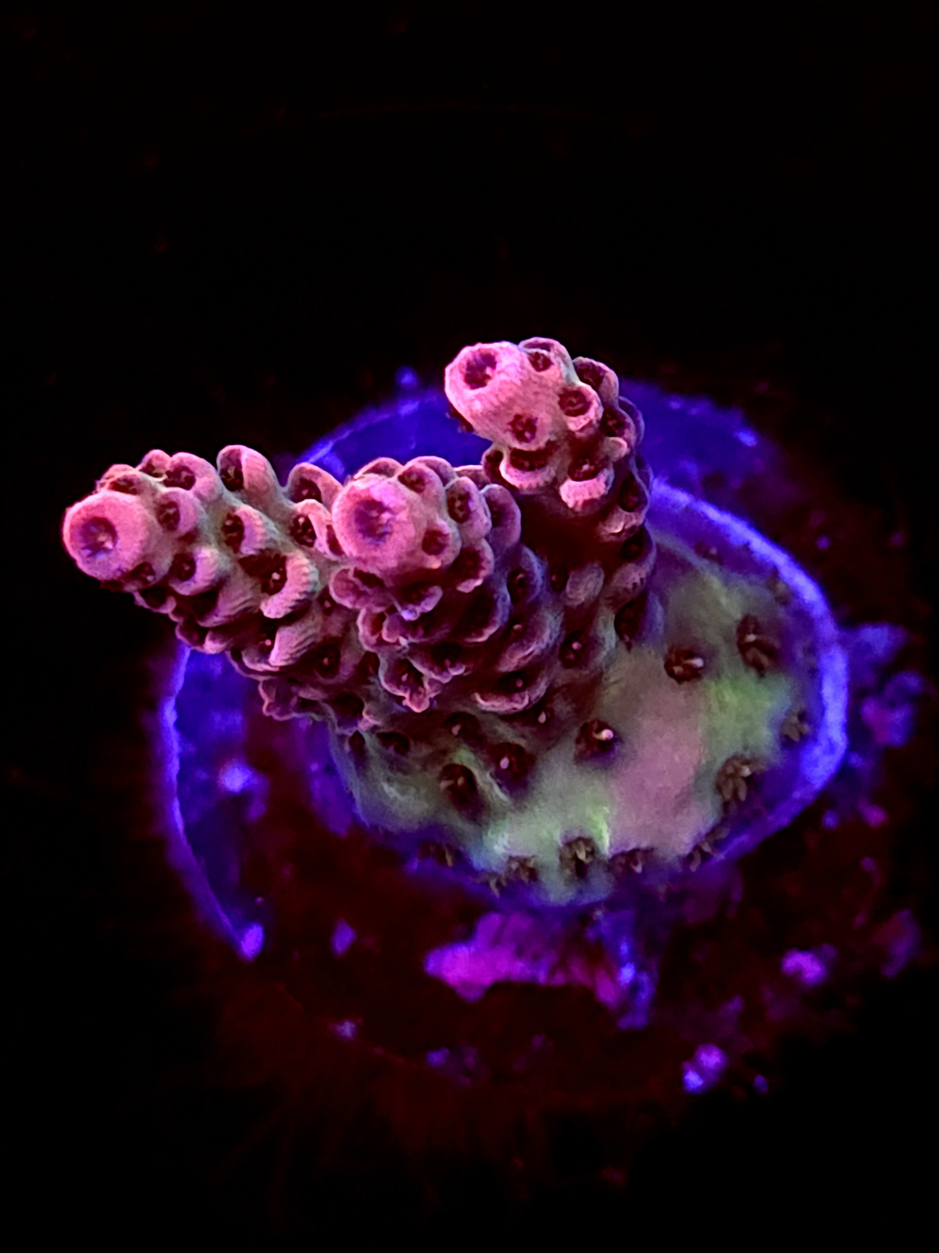 SBB "Phantom Chard" Acro Small 3 Branch