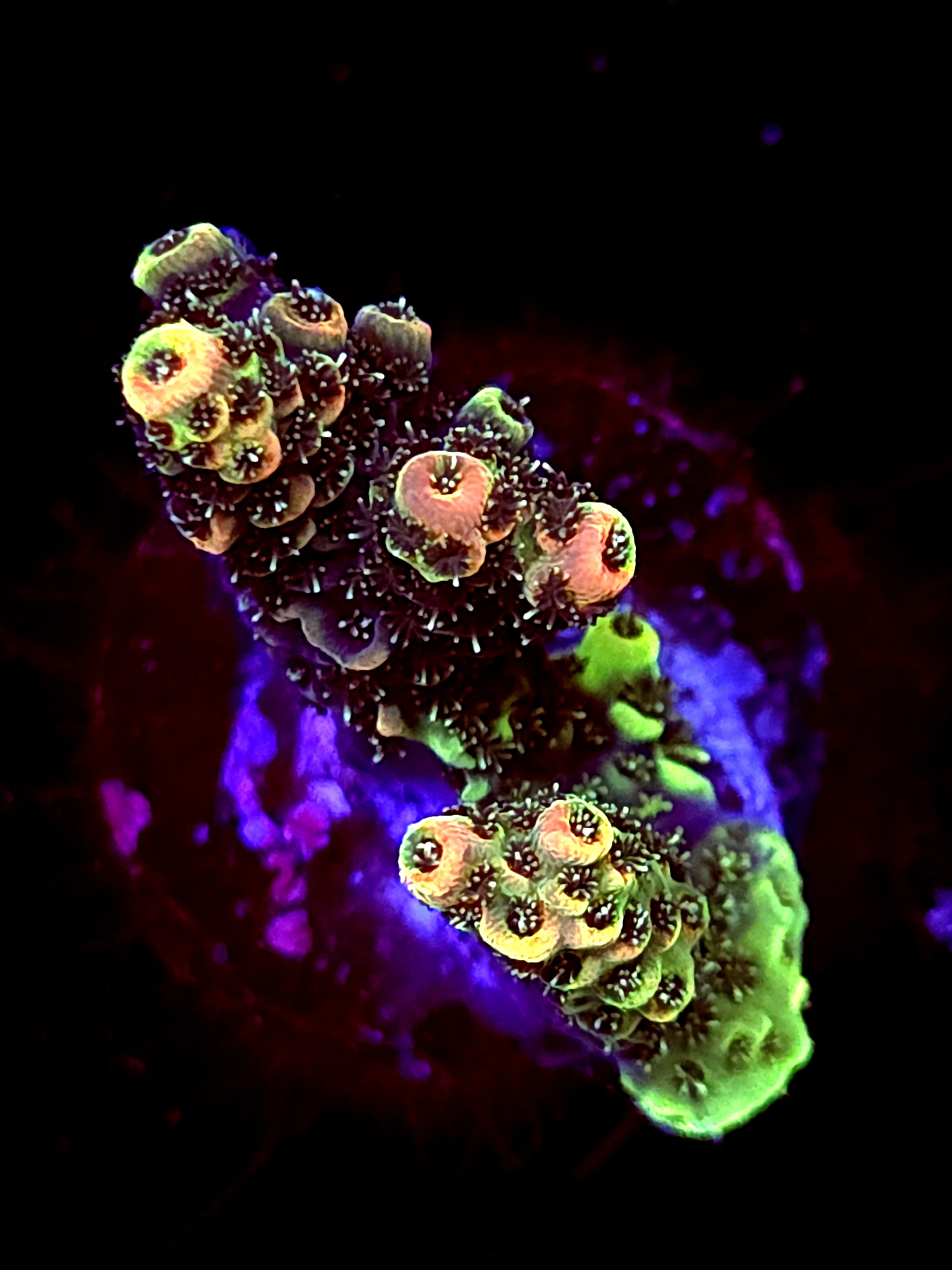 SBB "No Name" Acro Small 2 Branch