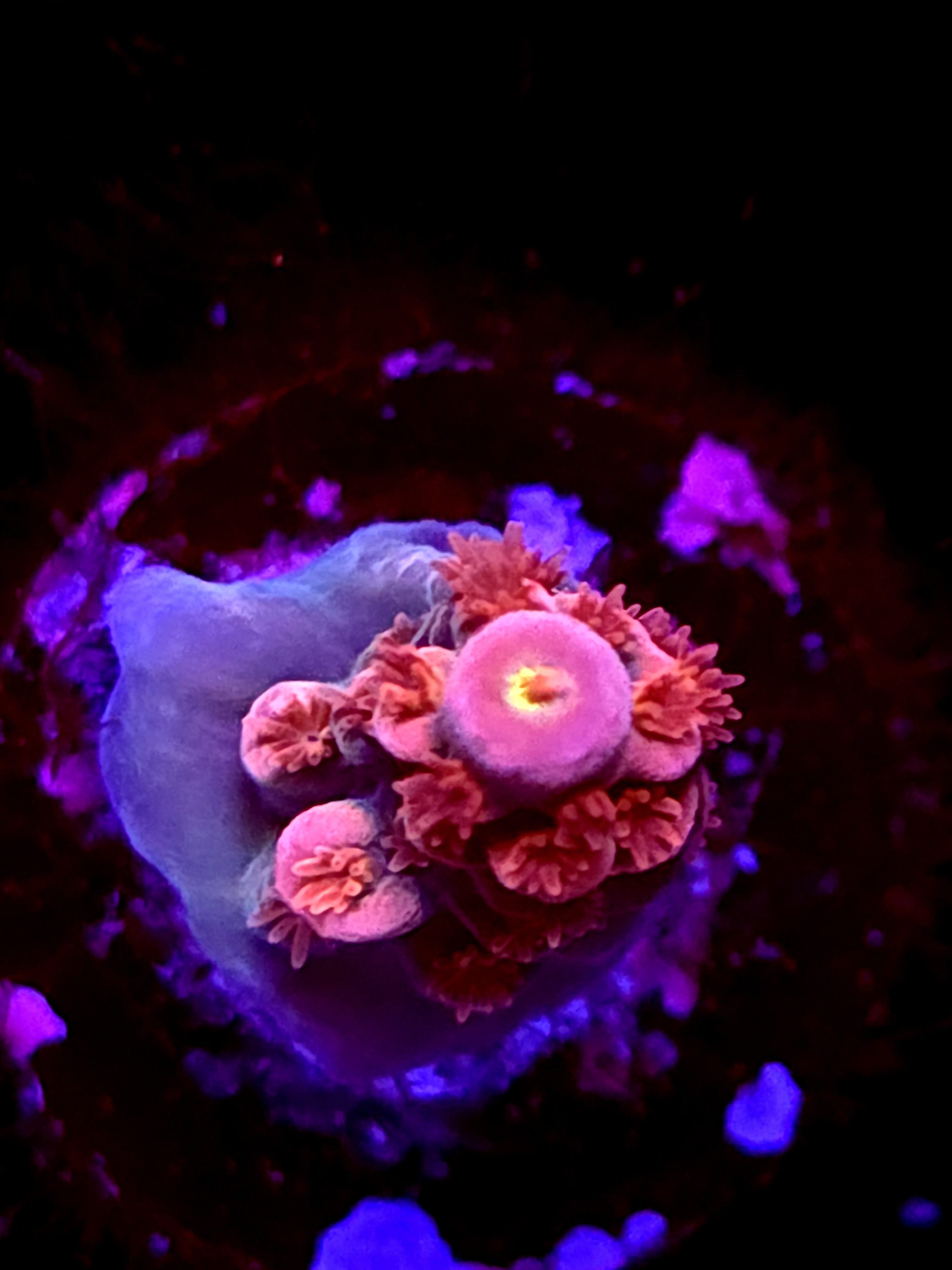 SBB "Nectar Pop" Acro Small Branch