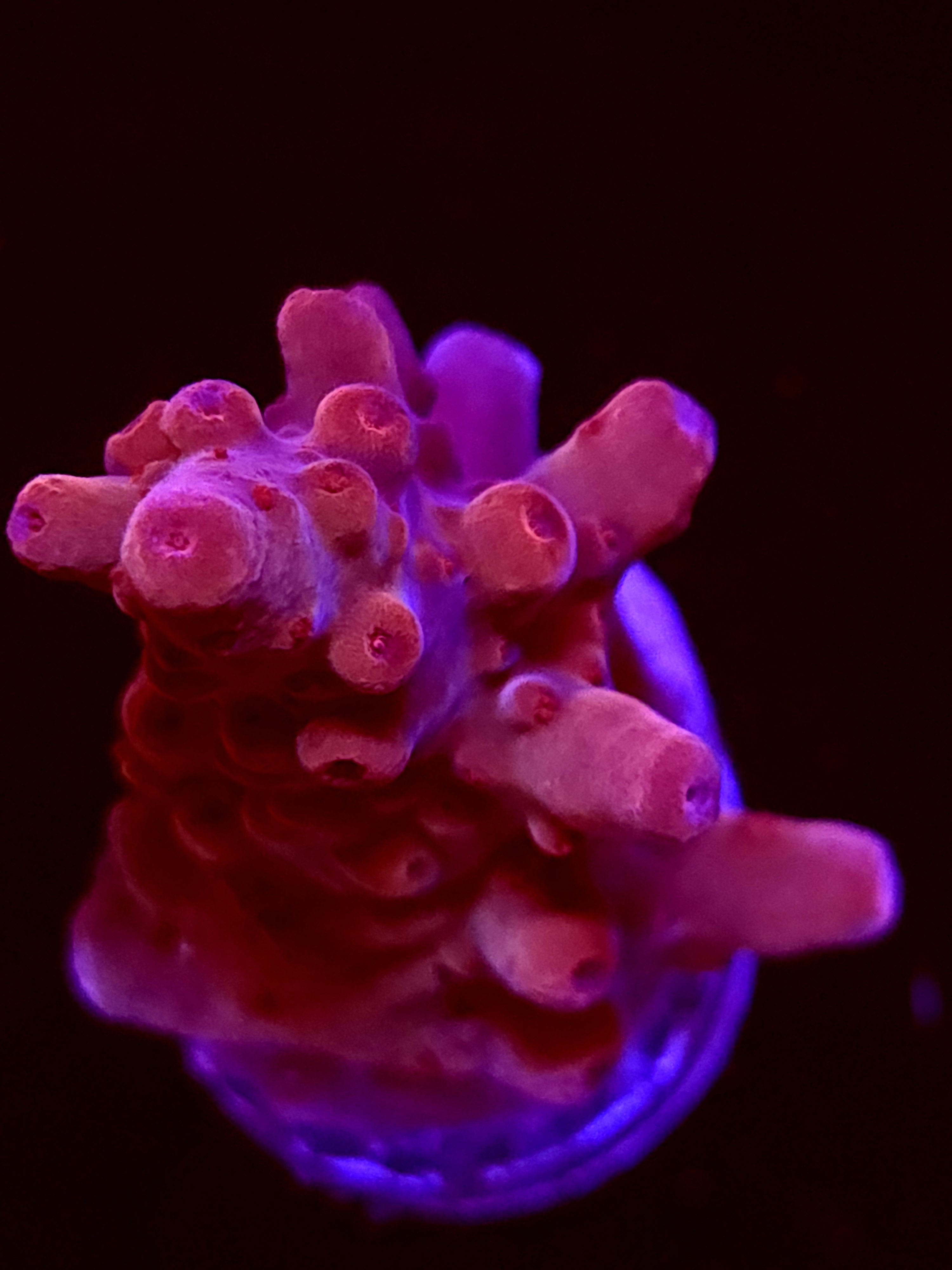 SBB "Mystery Signature" Acro Medium Chunk