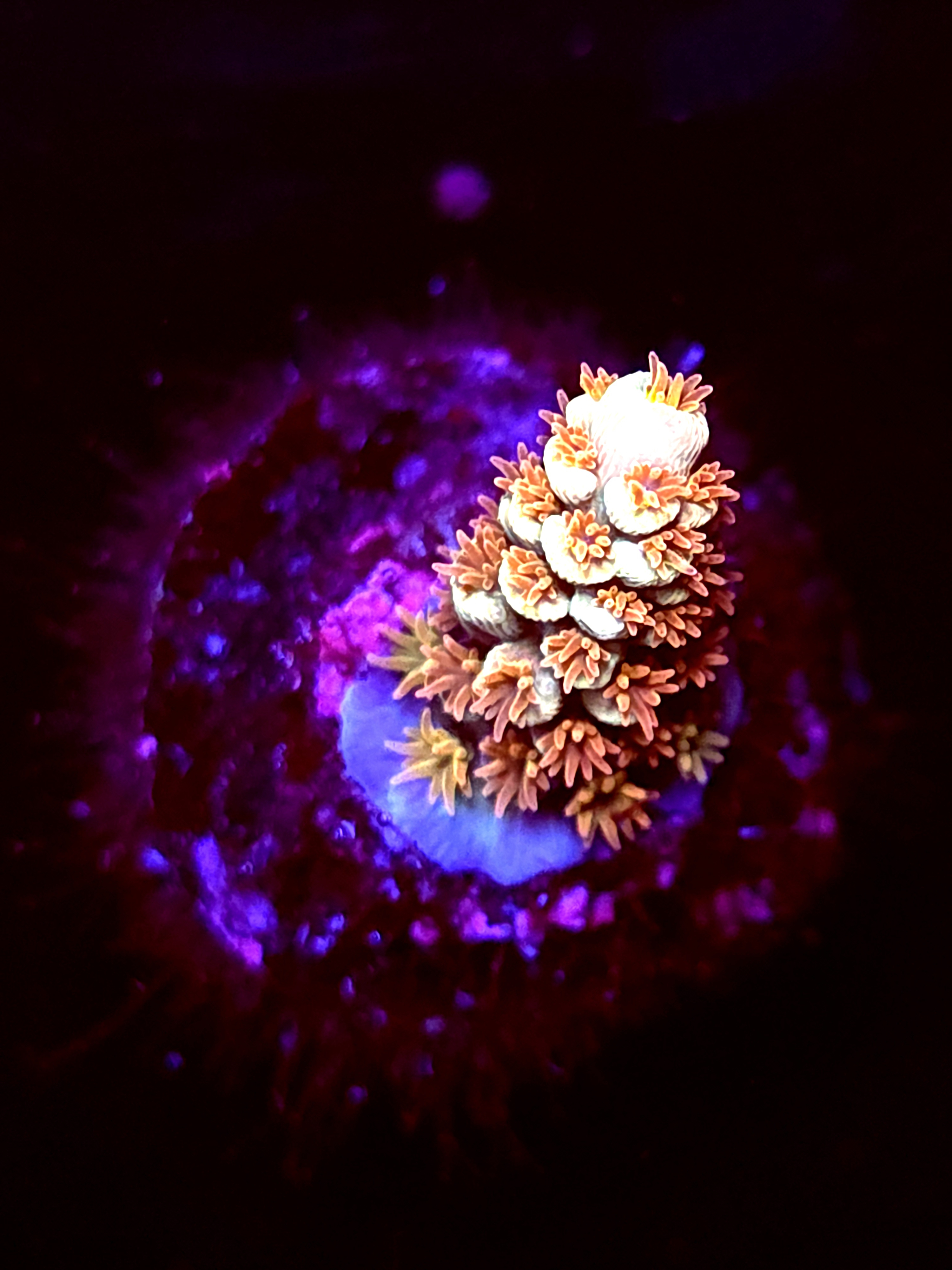 SBB "Voodoo Circuit" Acro Tiny Branch