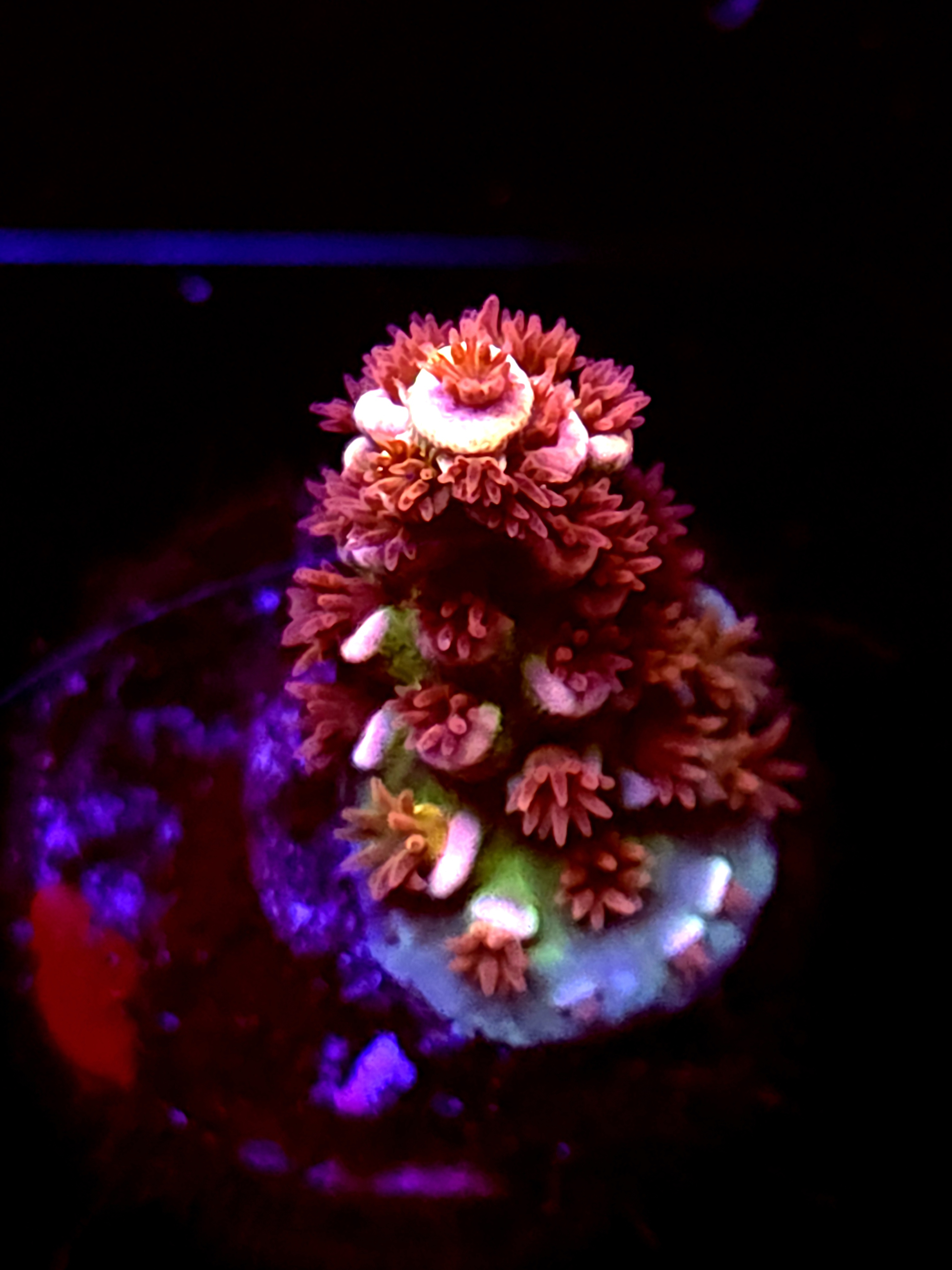 SBB "Gummy King" Acro Small Branch