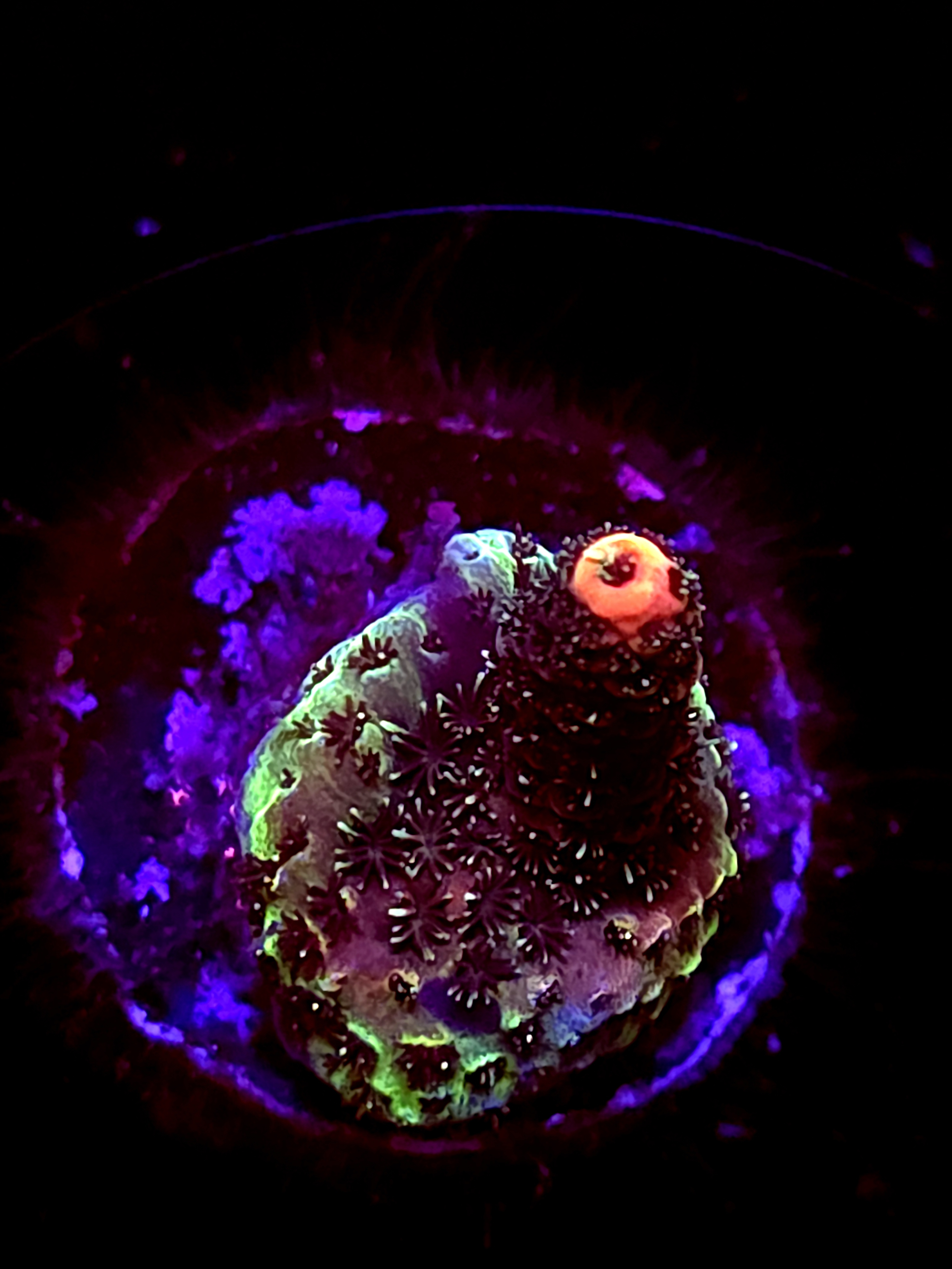 SBB "Plasma Orchid" Acro Small Branch Crusted