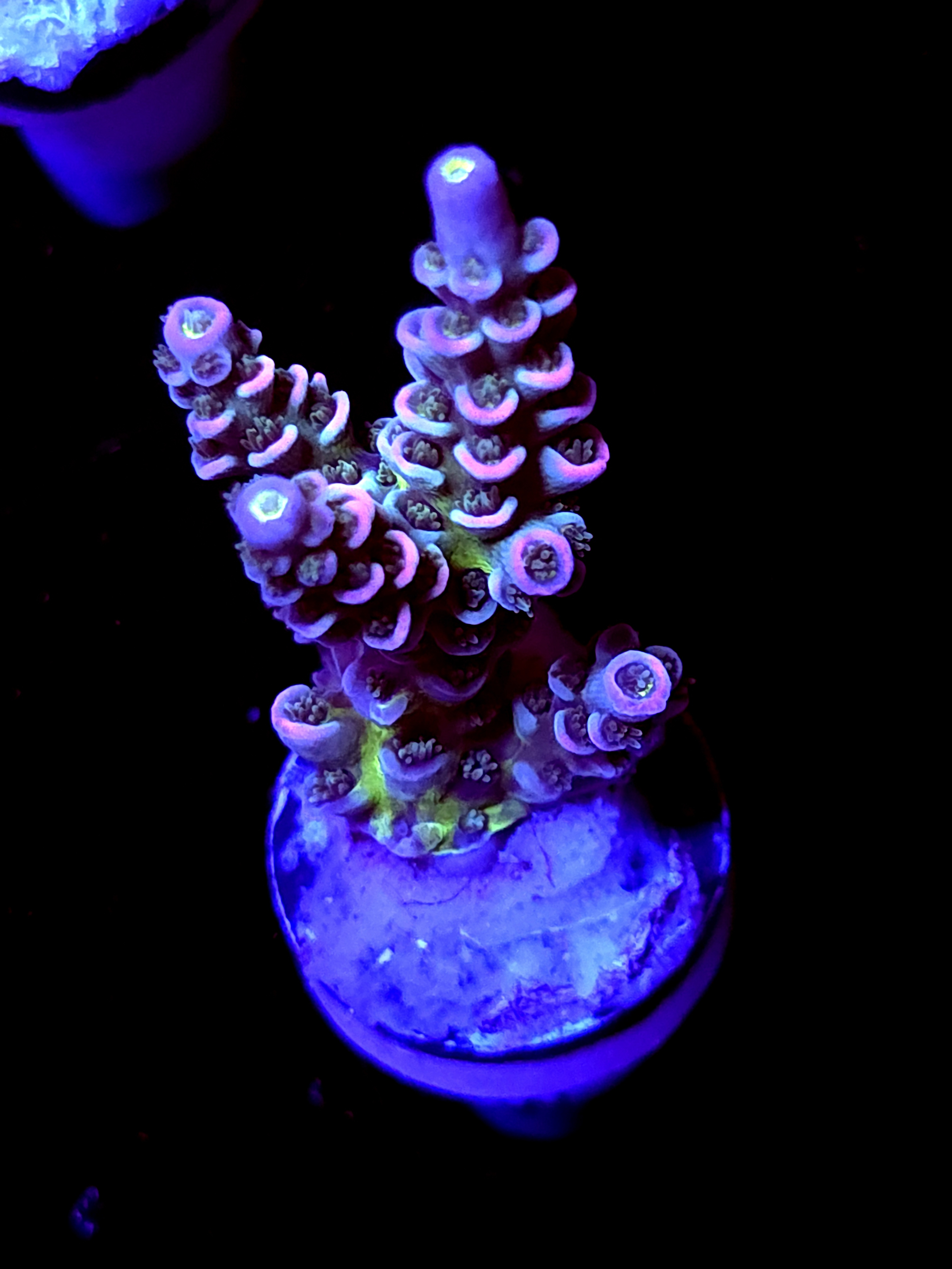 SBB "Glow Flux" Acro Medium 3 Branch