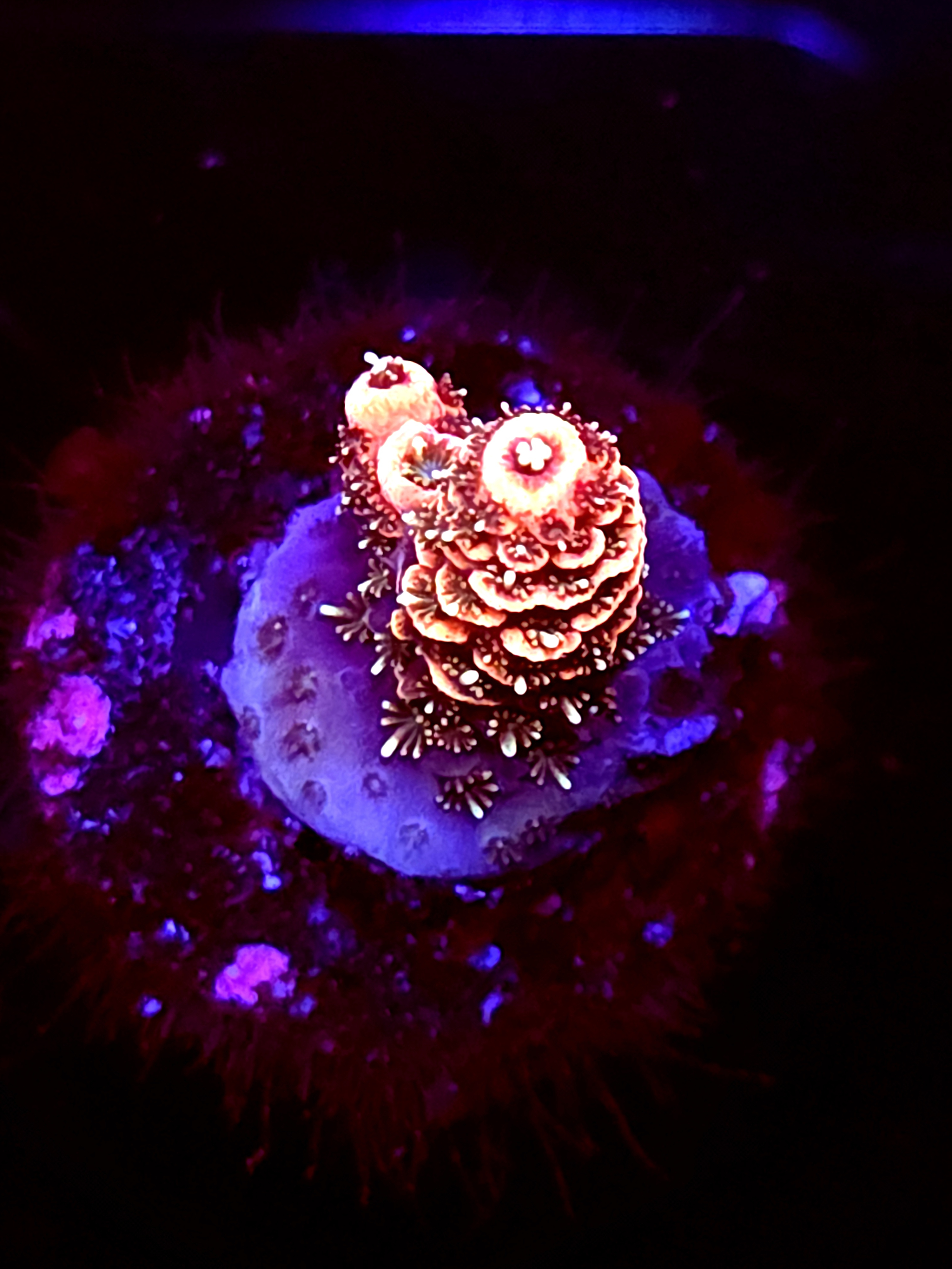 SBB "Berry Pulse" Acro Tiny Branch Crusted