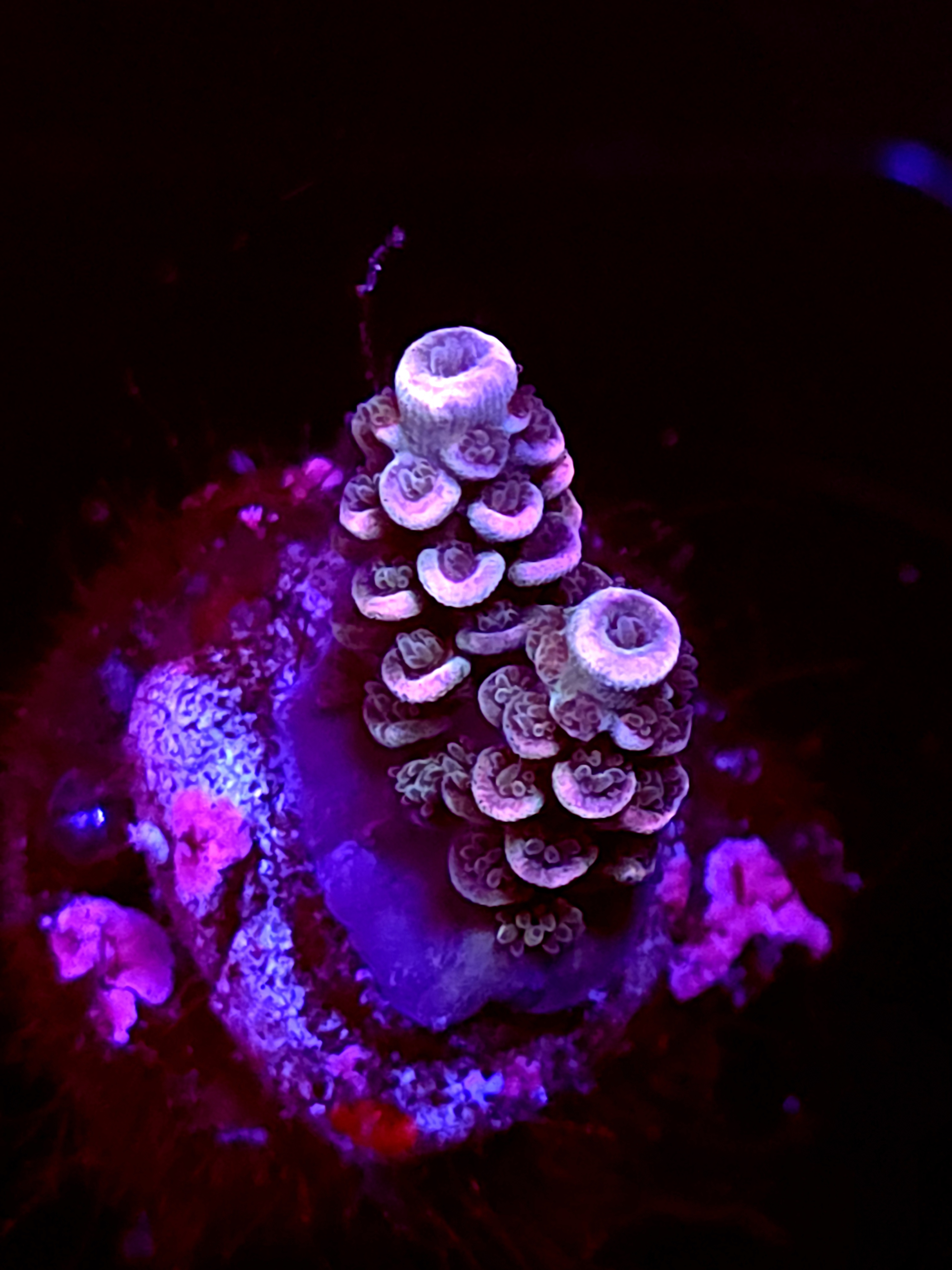 SBB "Worm Hole" Acro Tiny 2 Branch