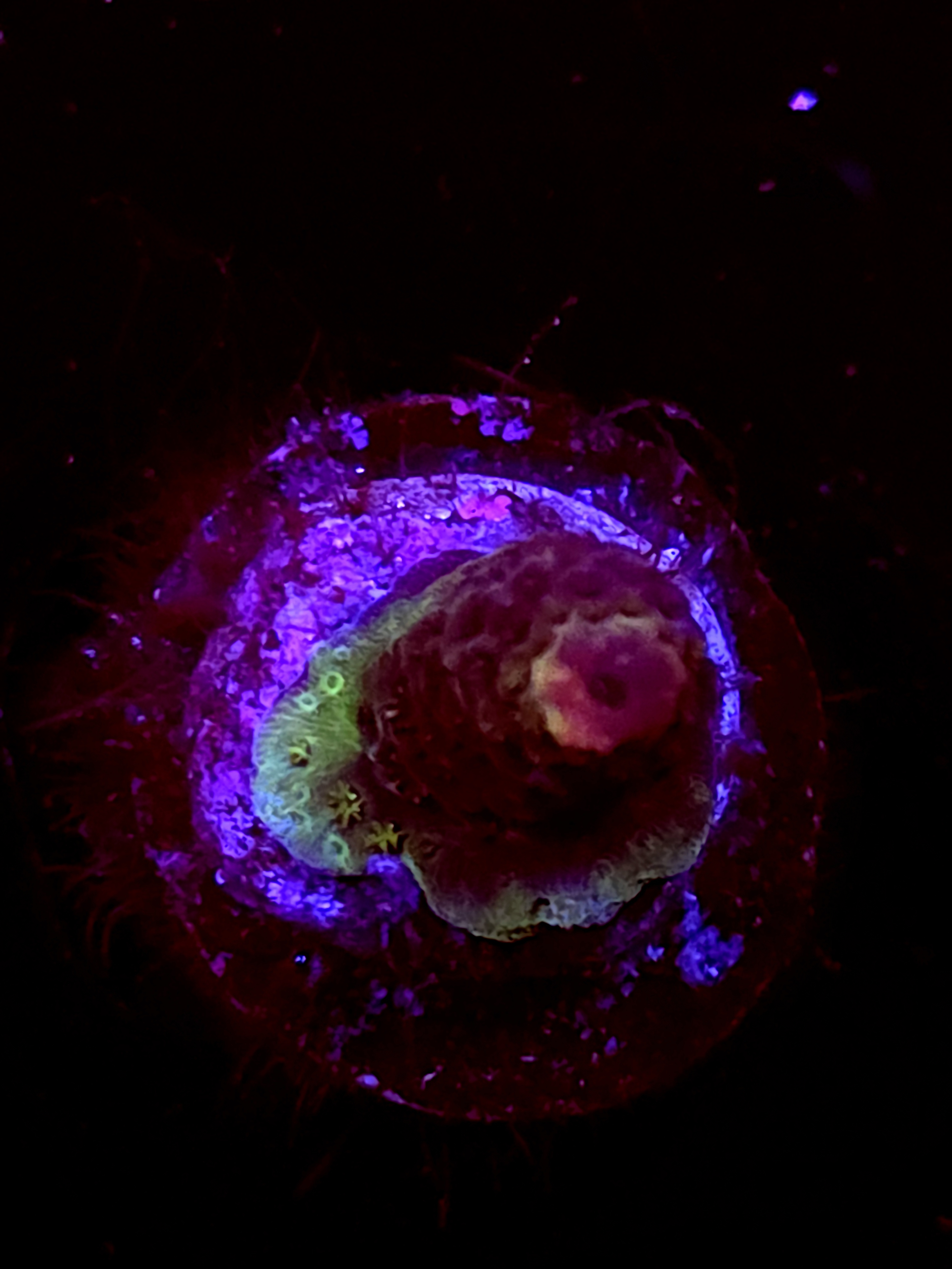 SBB "Frost Kraken" Acro Tiny Branch