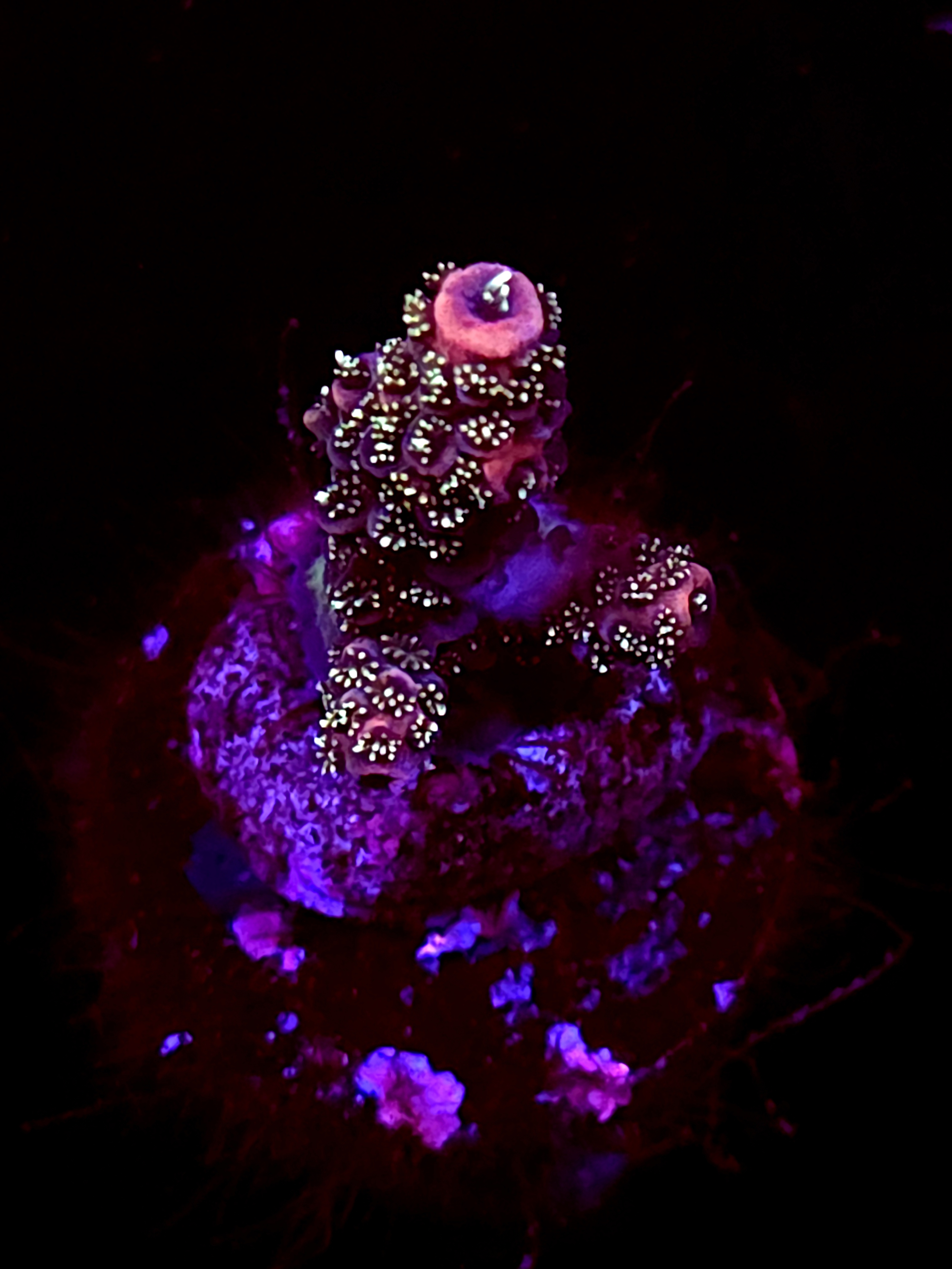 SBB "Mystery Signature" Acro Small Branch