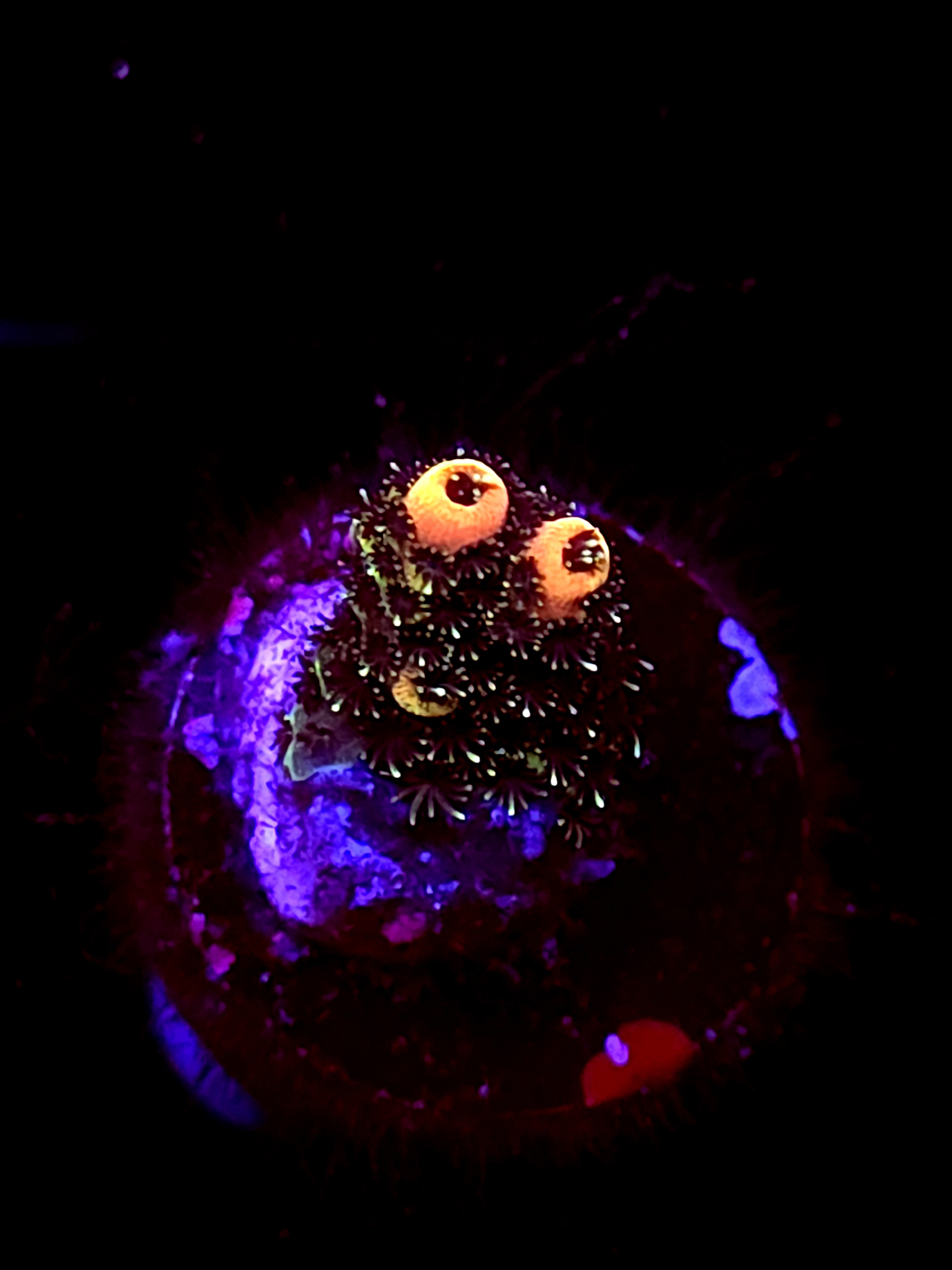 SBB "Plasma Orchid" Acro Tiny Branch