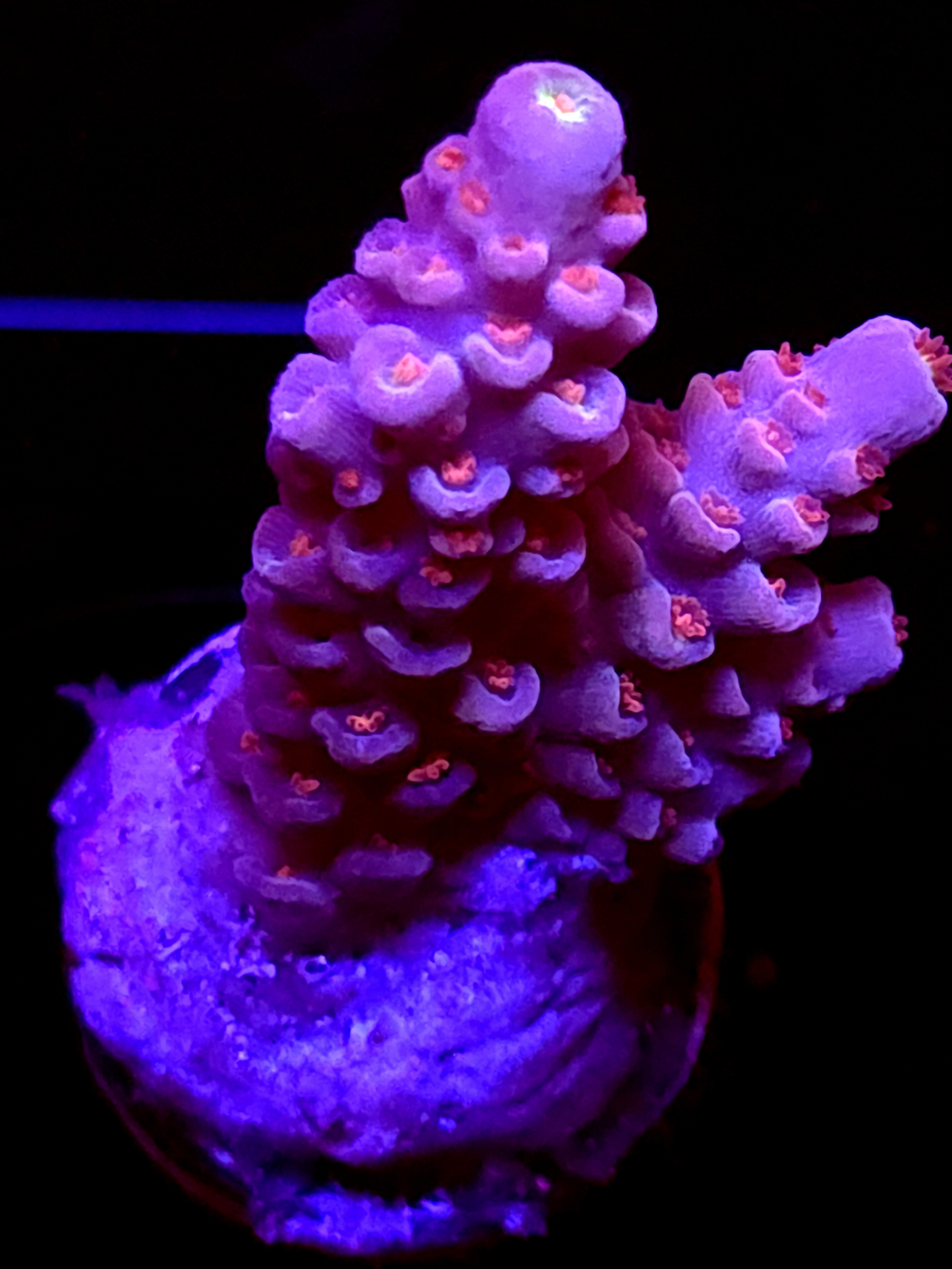 SBB "Witch Fire" Acro Medium 2 Branch