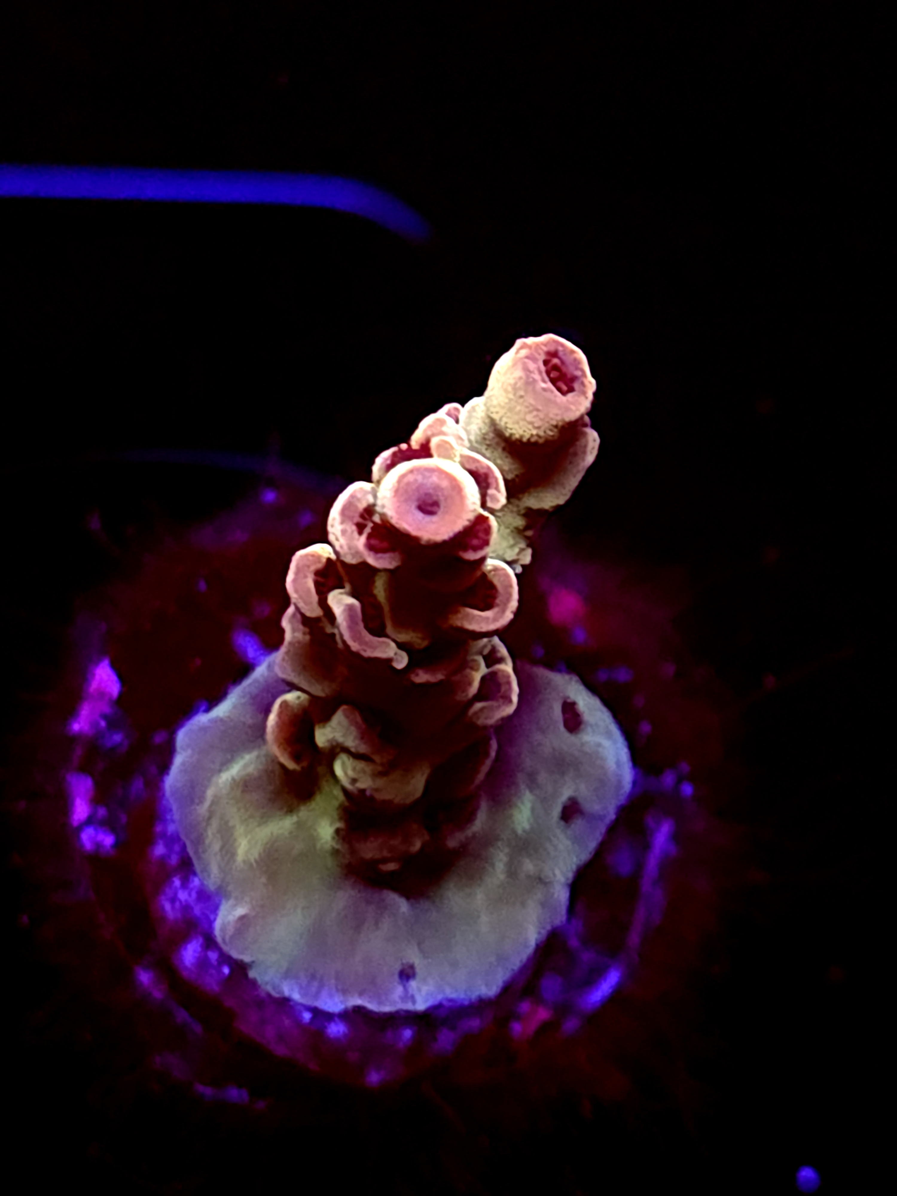 SBB "Frost Wave" Acro Small 2 Branch Crusted