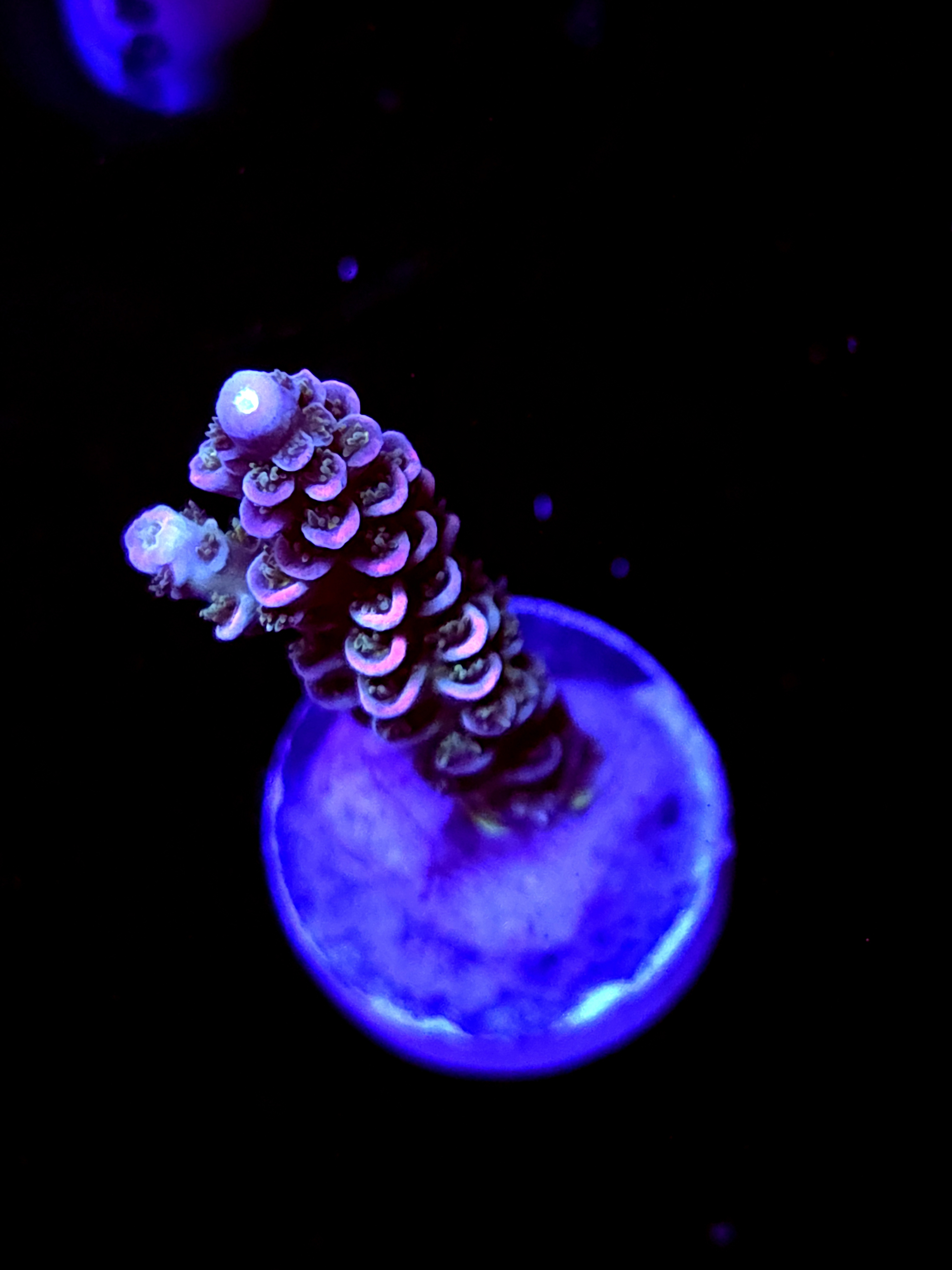 SBB "Glow Flux" Acro Medium 1 Branch