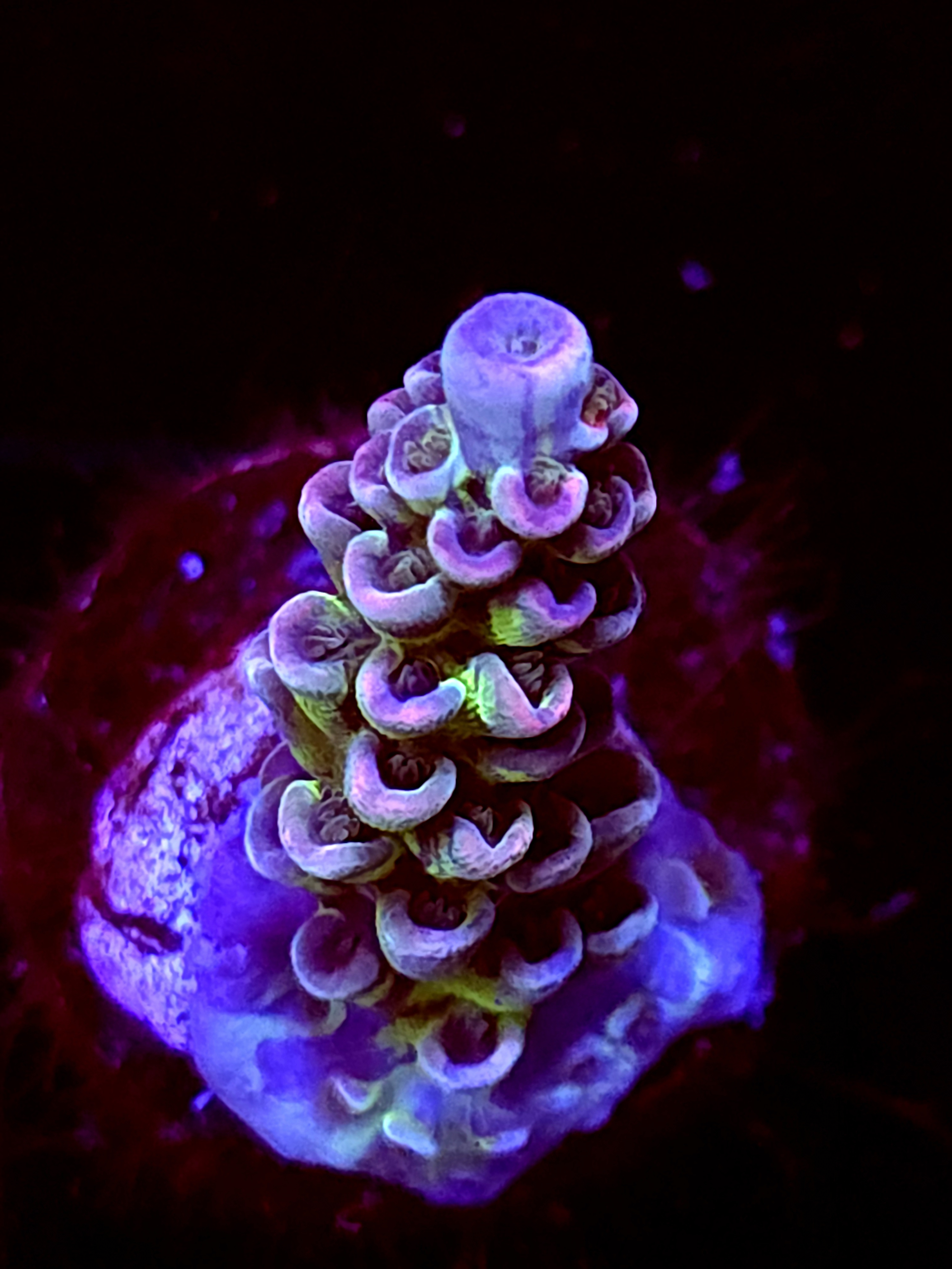 SBB "Ghose Glow" Acro Medium Branch