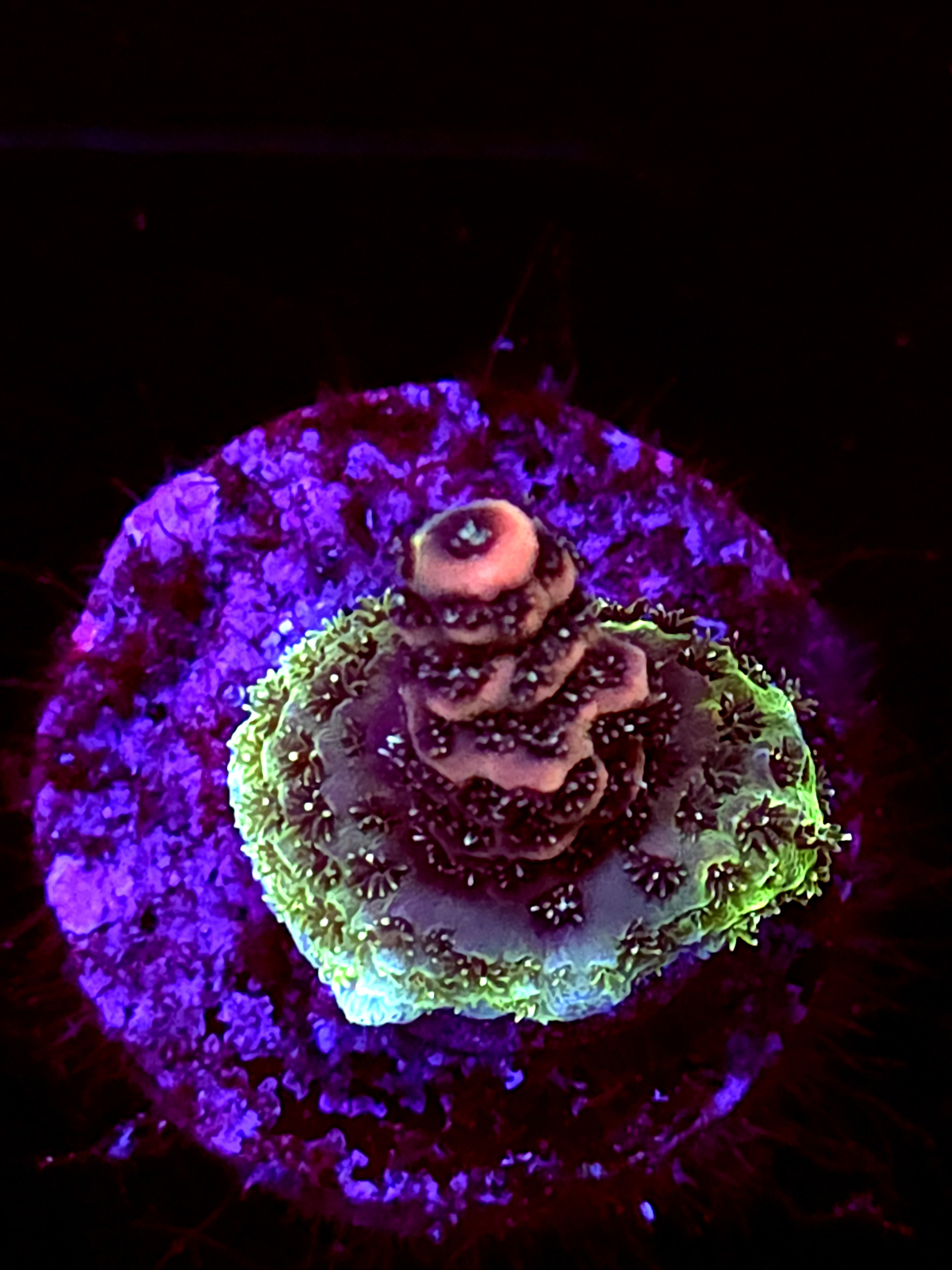 SBB "Orange Blast" Acro Tiny Branch Crusted