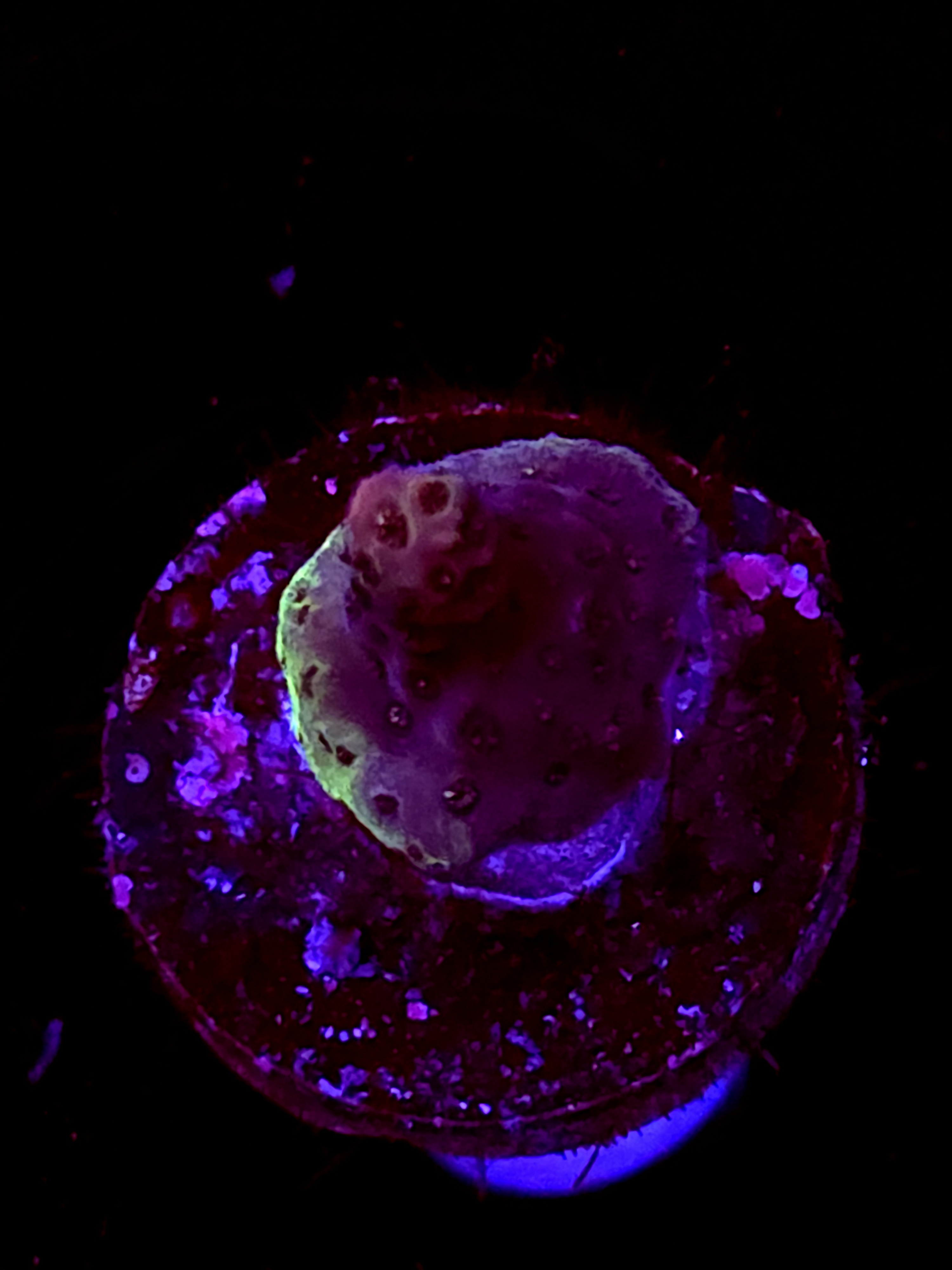 SBB "No Name" Acro Booger Crusted