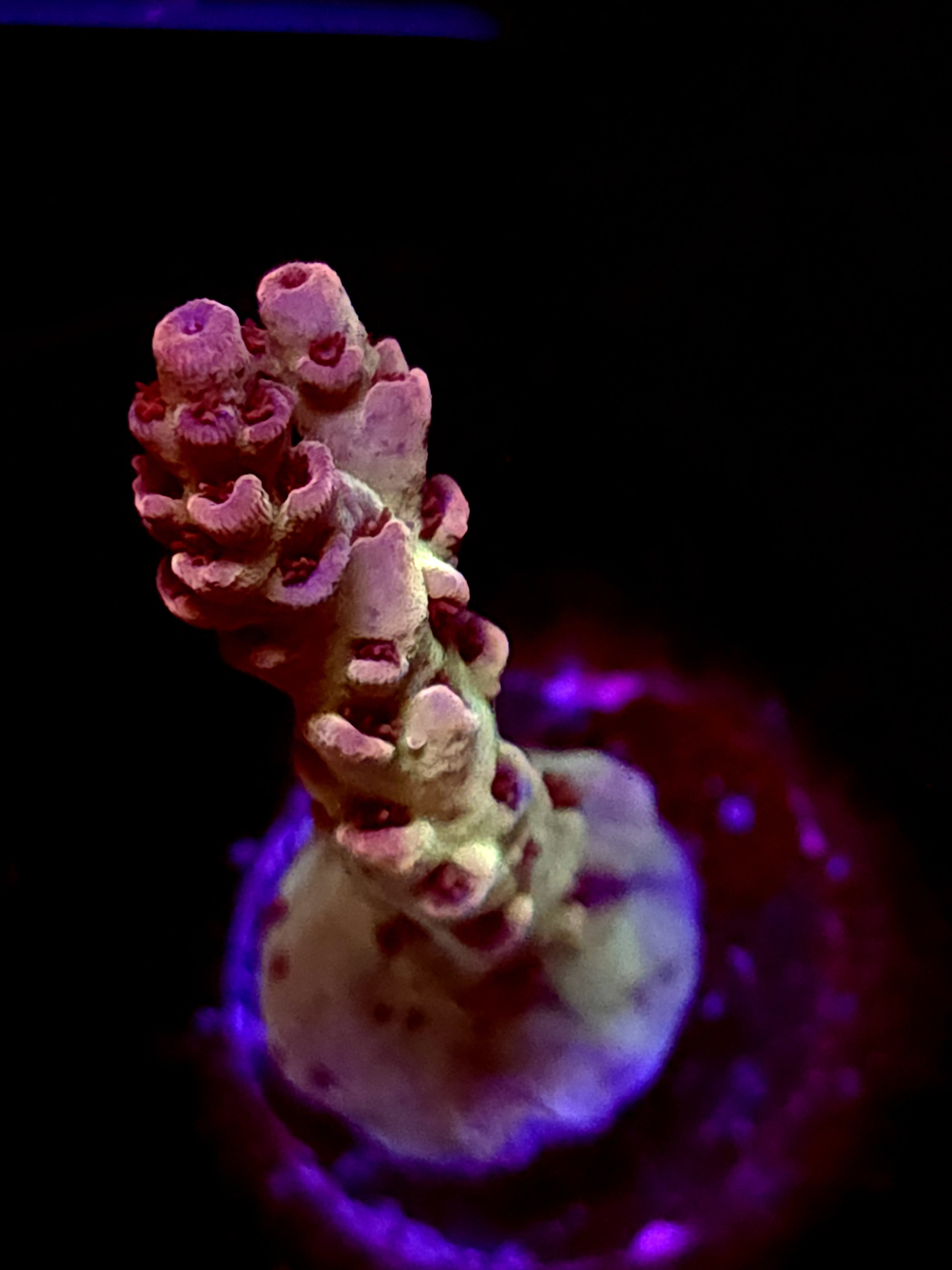 SBB "Frost Wave" Acro Large Branch Crusted