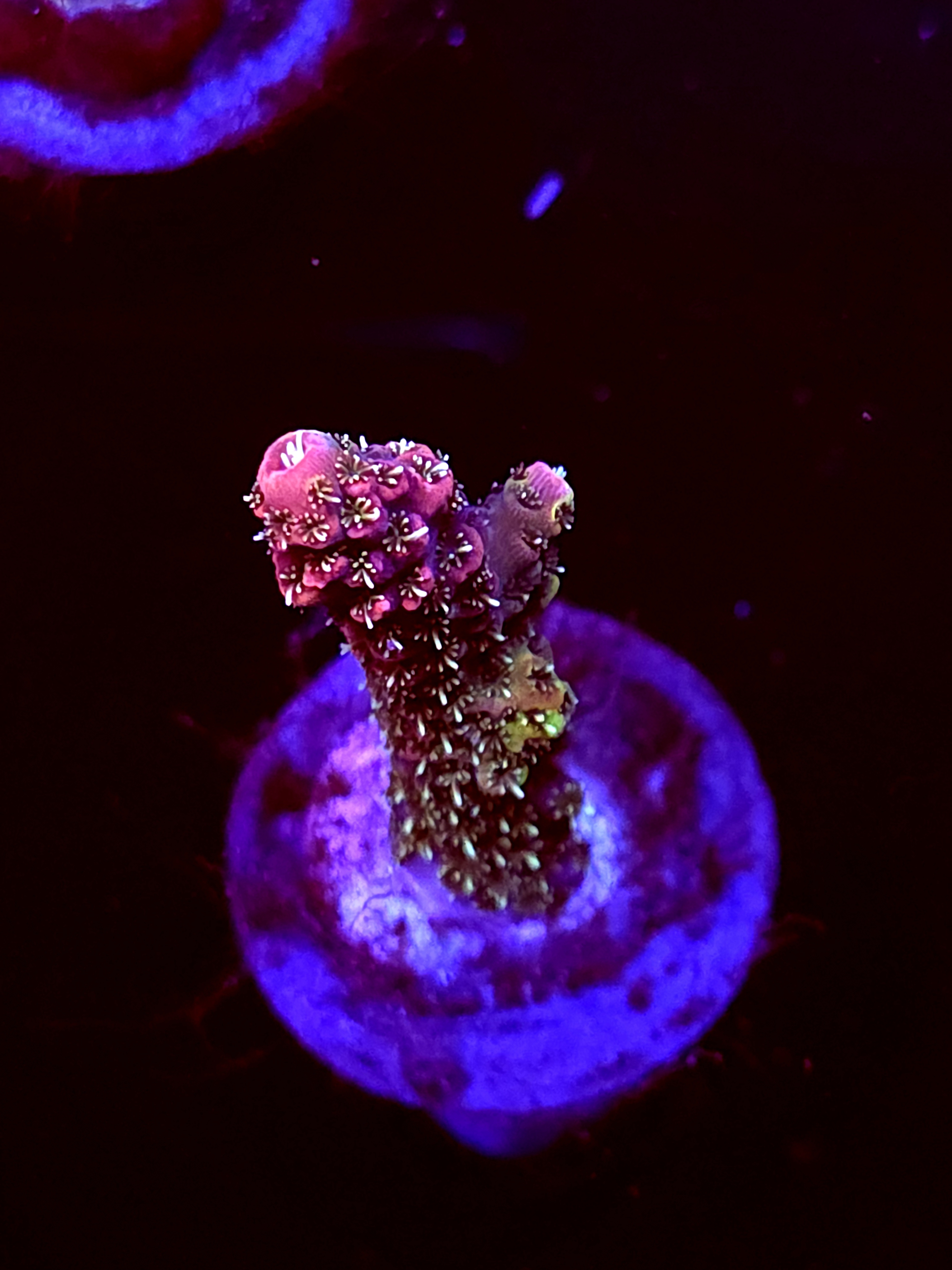 SBB "Comet Lash" Acro Medium Branch