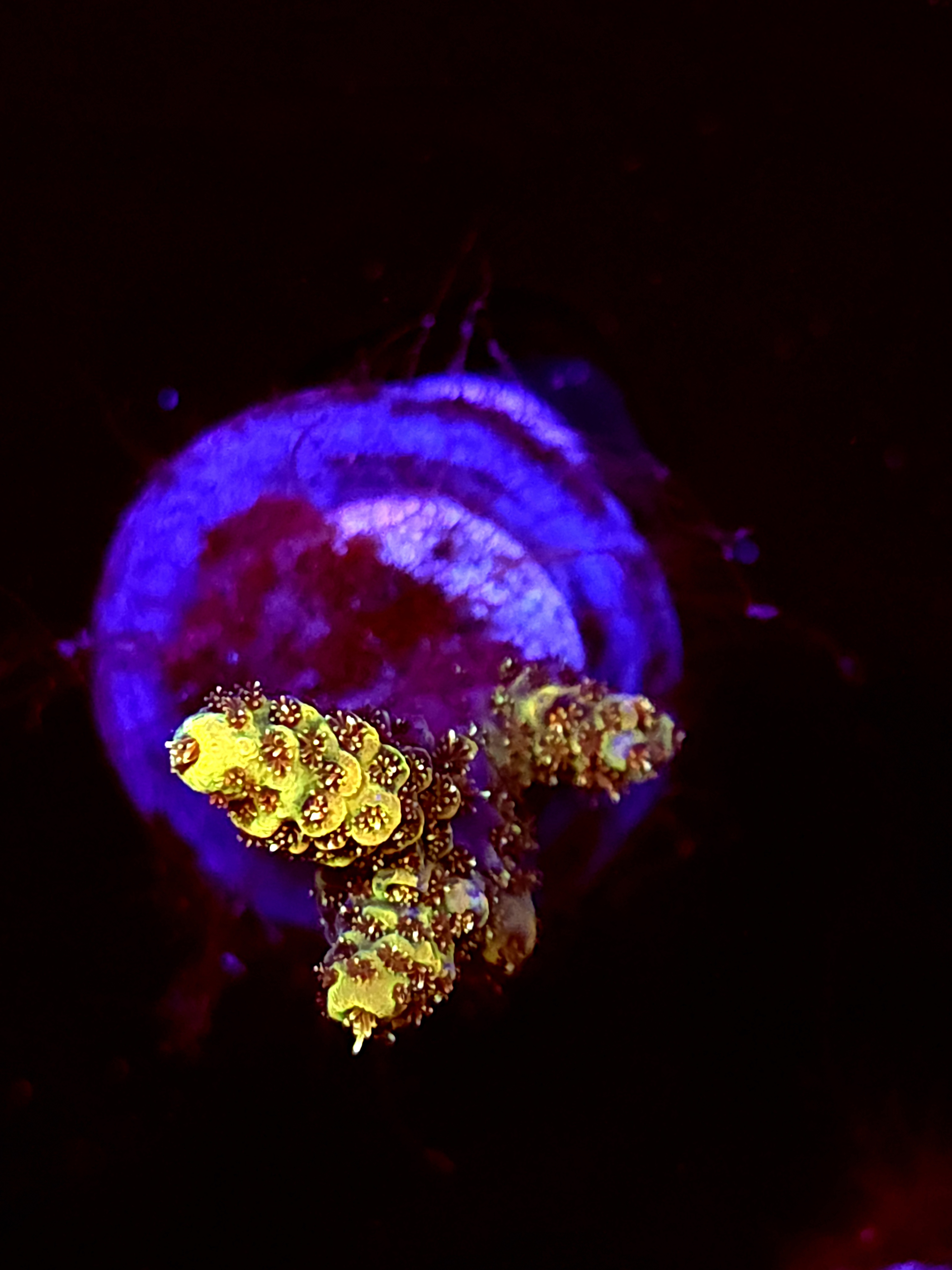 SBB "Surf Mist" Acro Medium Branch