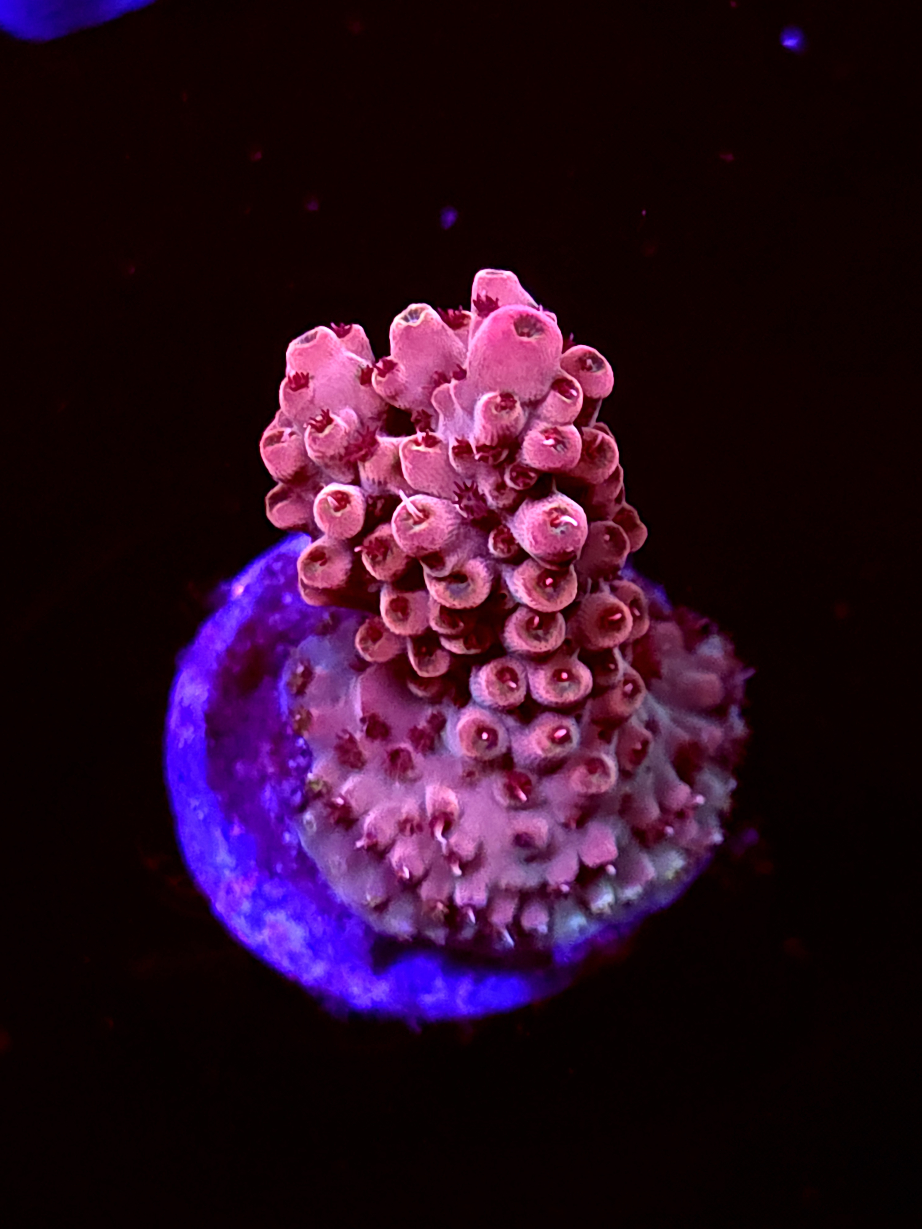 SBB "Mystery Signature" Acro Medium Chunk Crusted