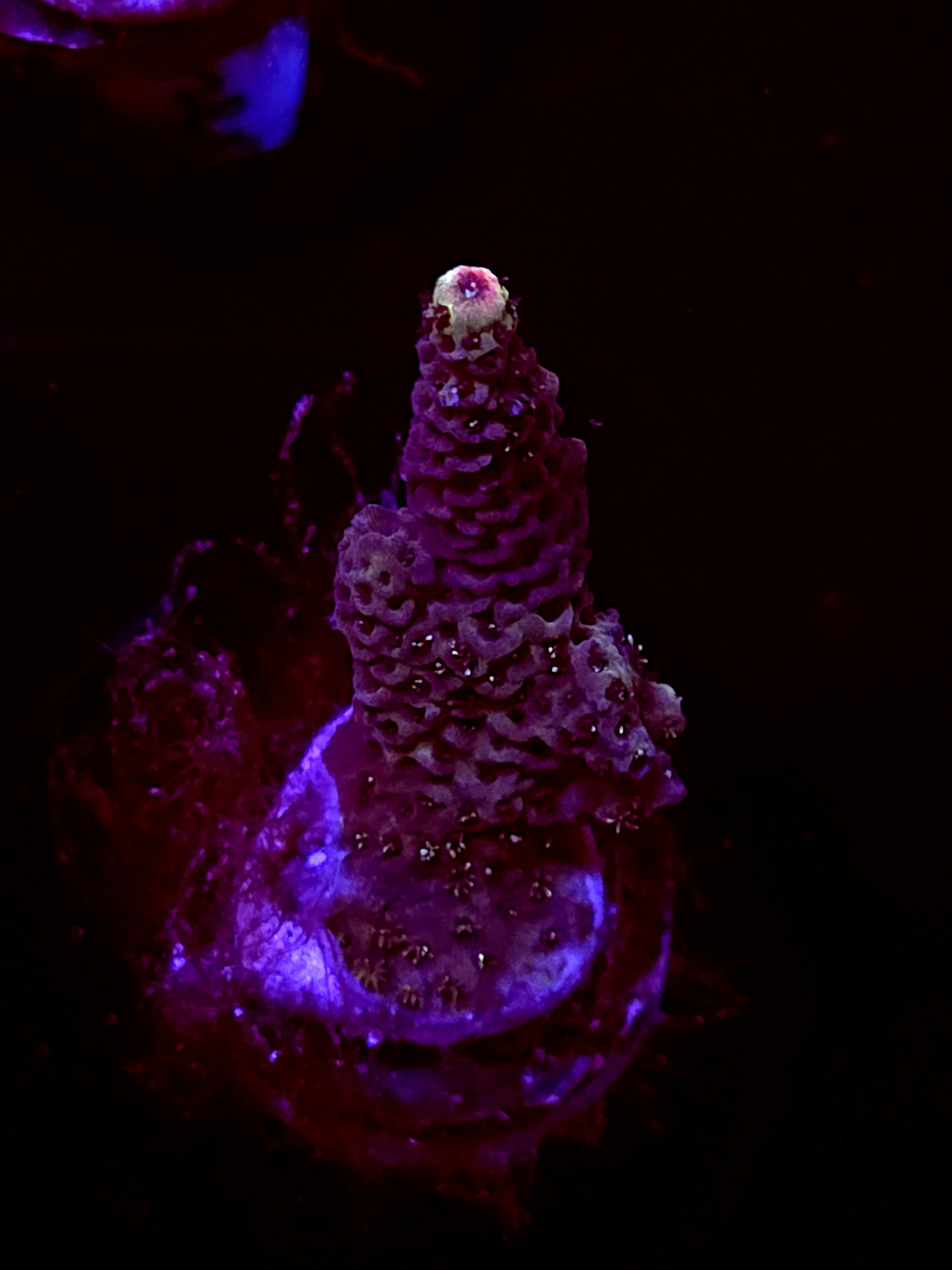 SBB "Storm Frost" Acro Medium Branch