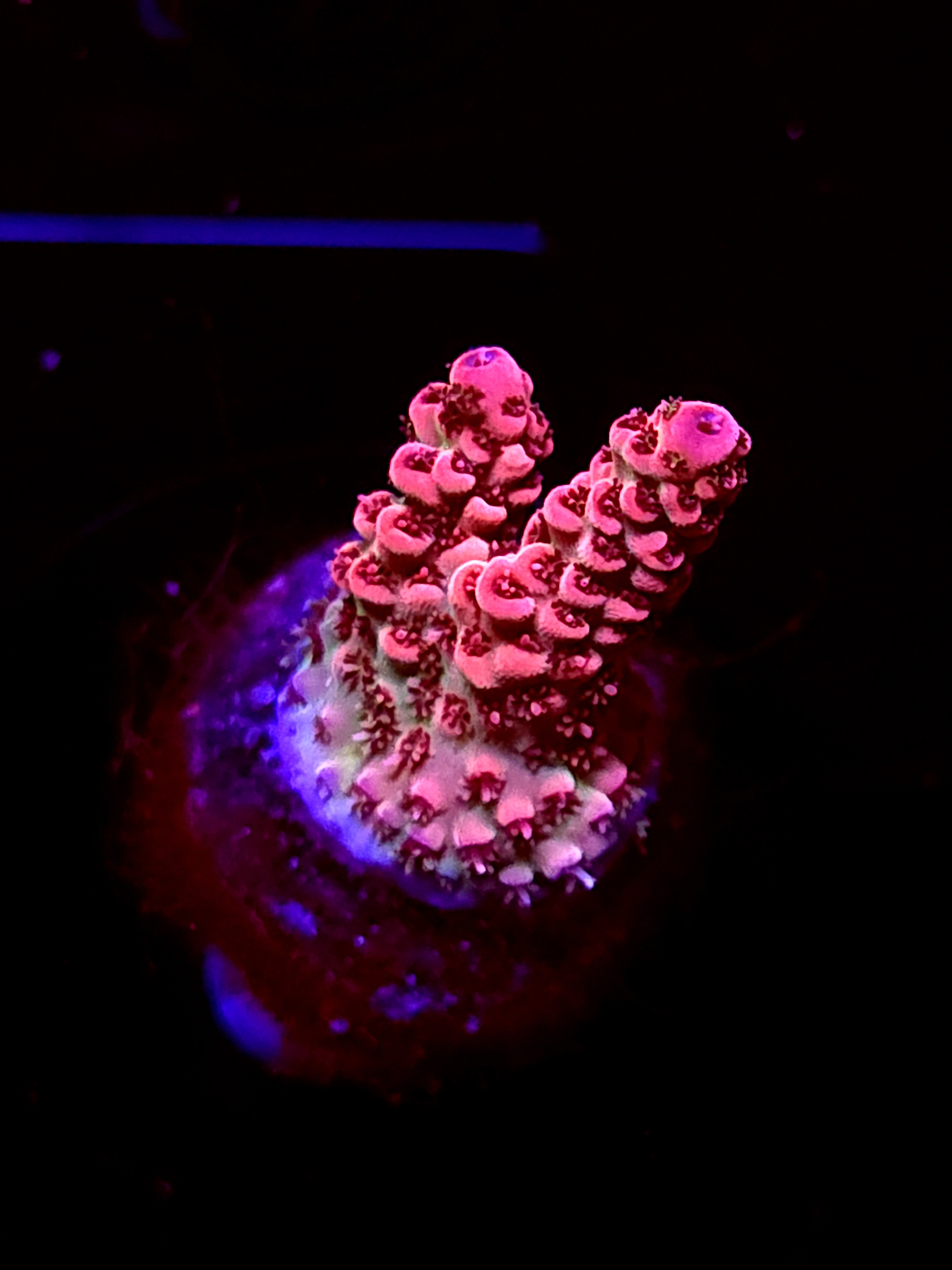 SBB "Phantom Chard" Acro Small 2 Branch Crusted