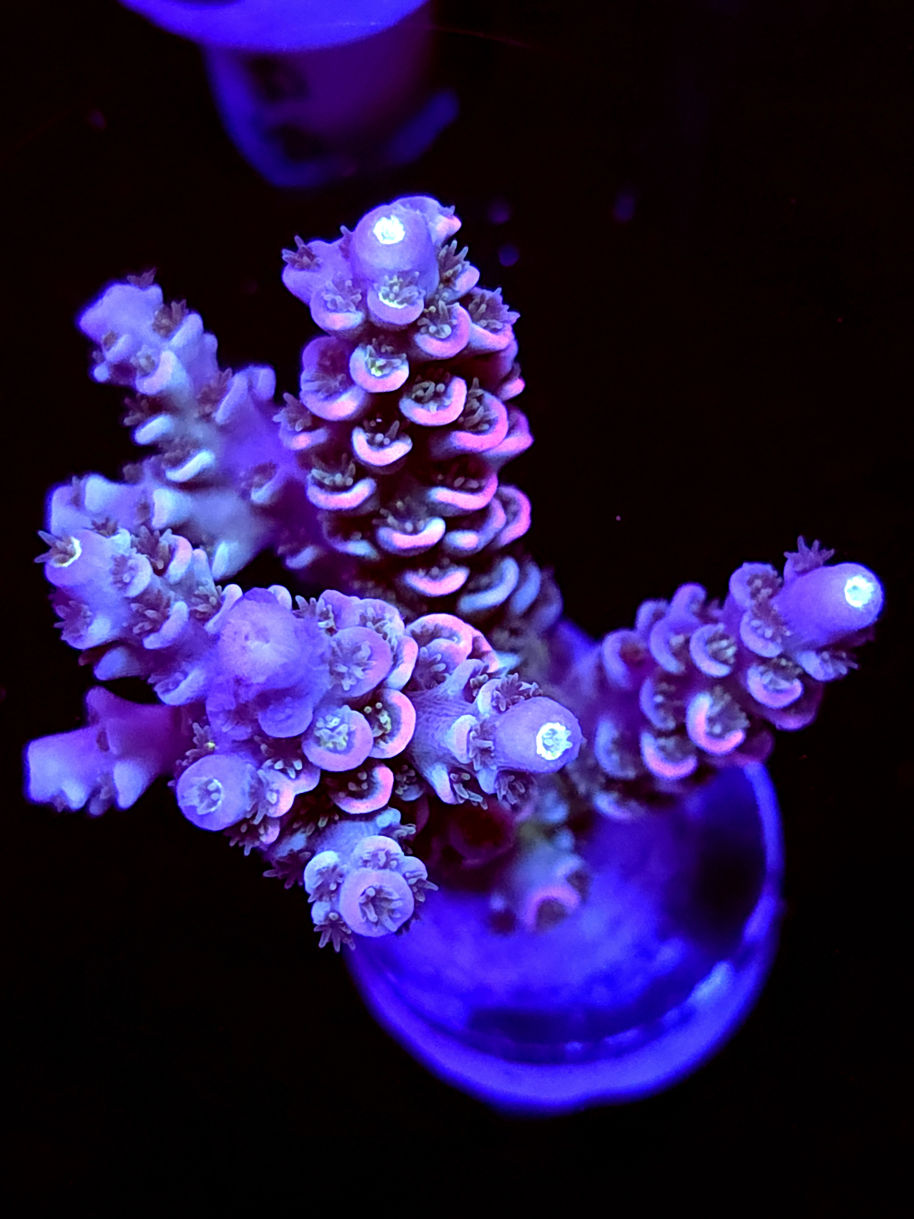 SBB "Mystery Signature" Acro Medium 3 Branch