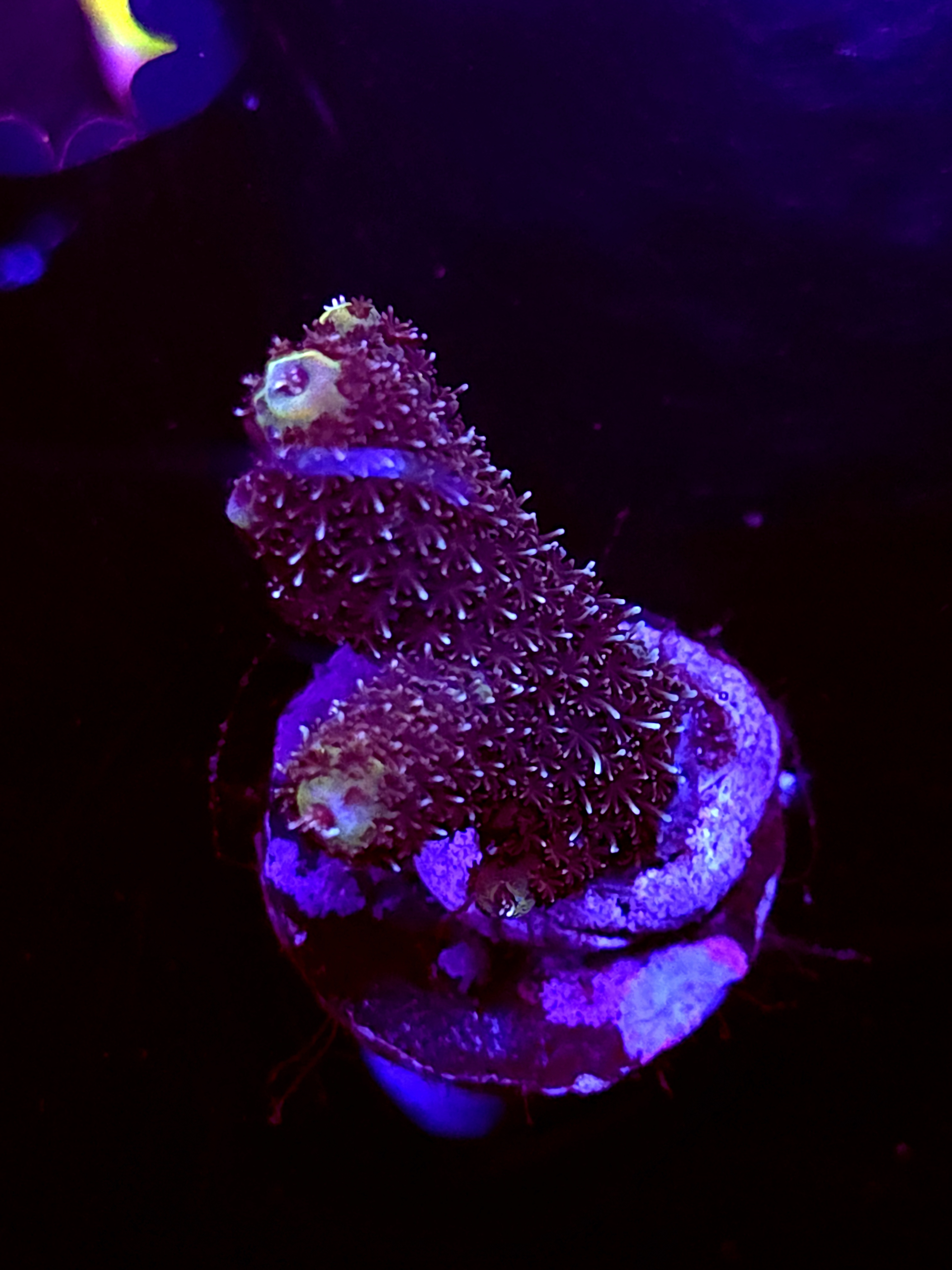 SBB "Red Vortex" Acro Medium 2 Branch