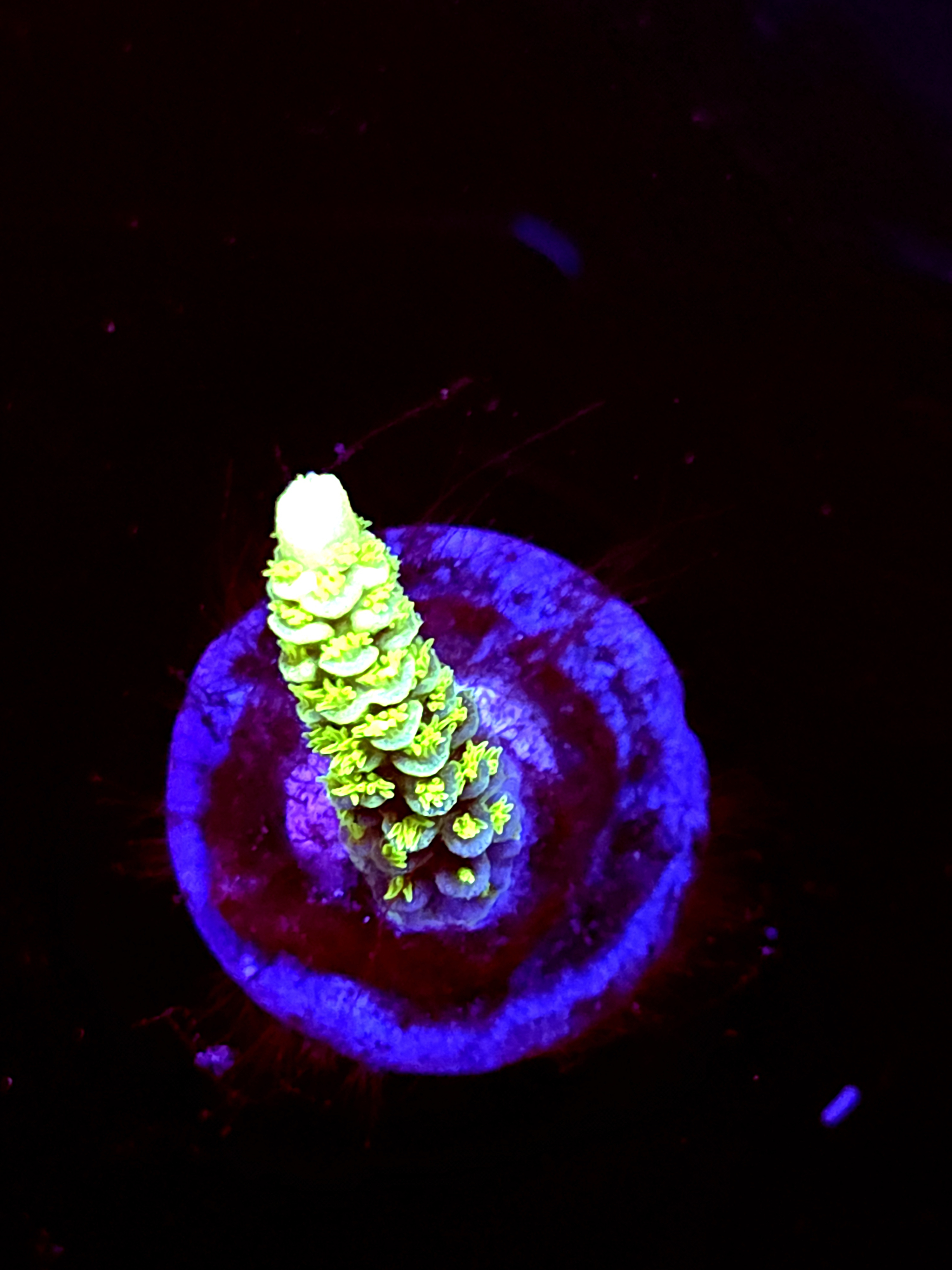 SBB "Mystic Tide" Acro Small Branch